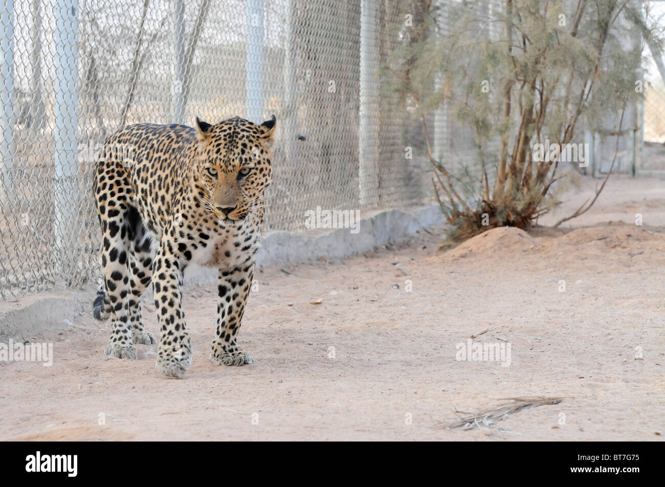 Israel, Aravah, The Yotvata Hai-Bar Nature Reserve breeding and reacclimation centre Arabian leopard (Panthera pardus nimr) Stock Photo