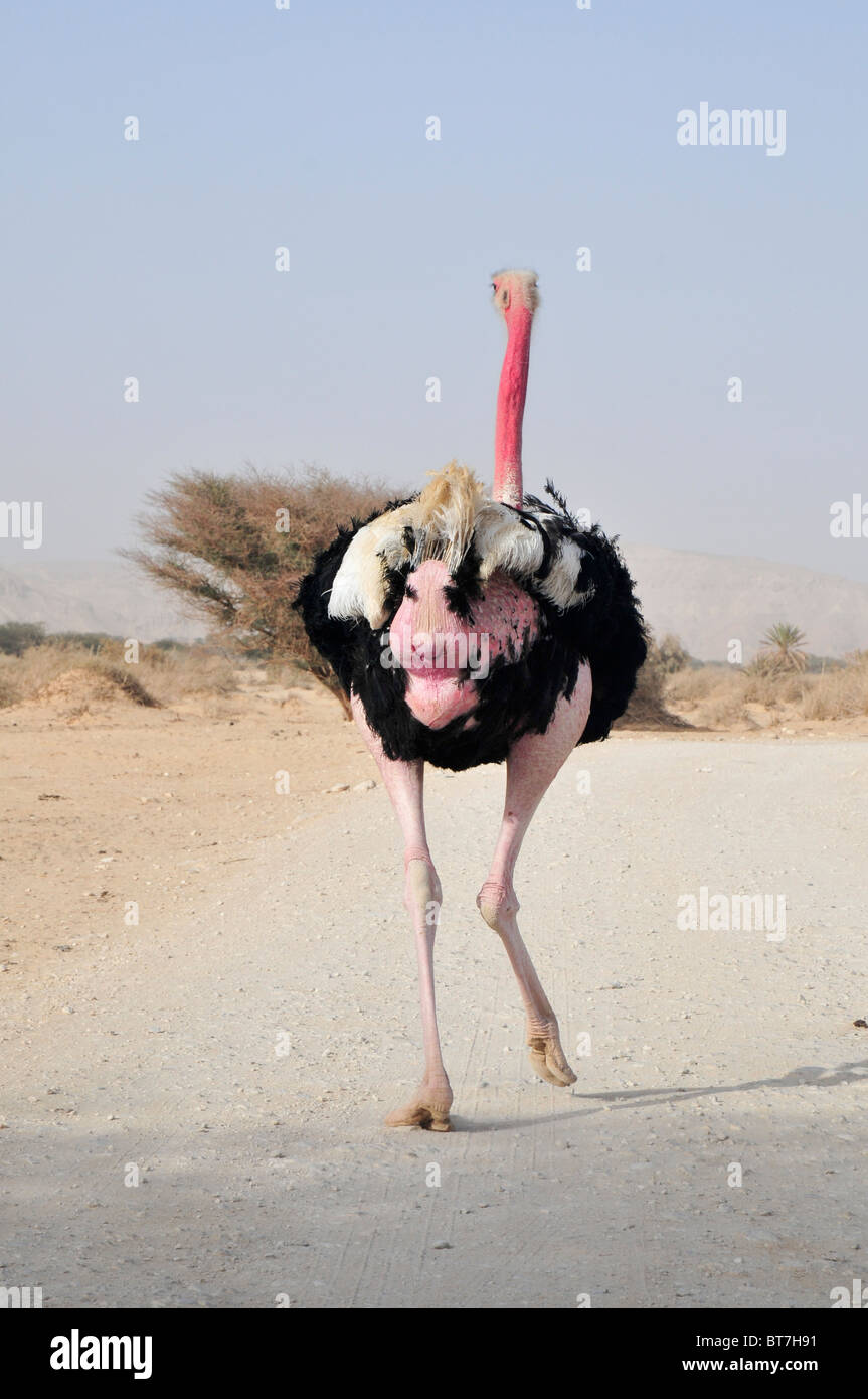 Israel, Aravah, The Yotvata Hai-Bar Nature Reserve breeding and reacclimation centre. Ostrich, Struthio camelus Stock Photo