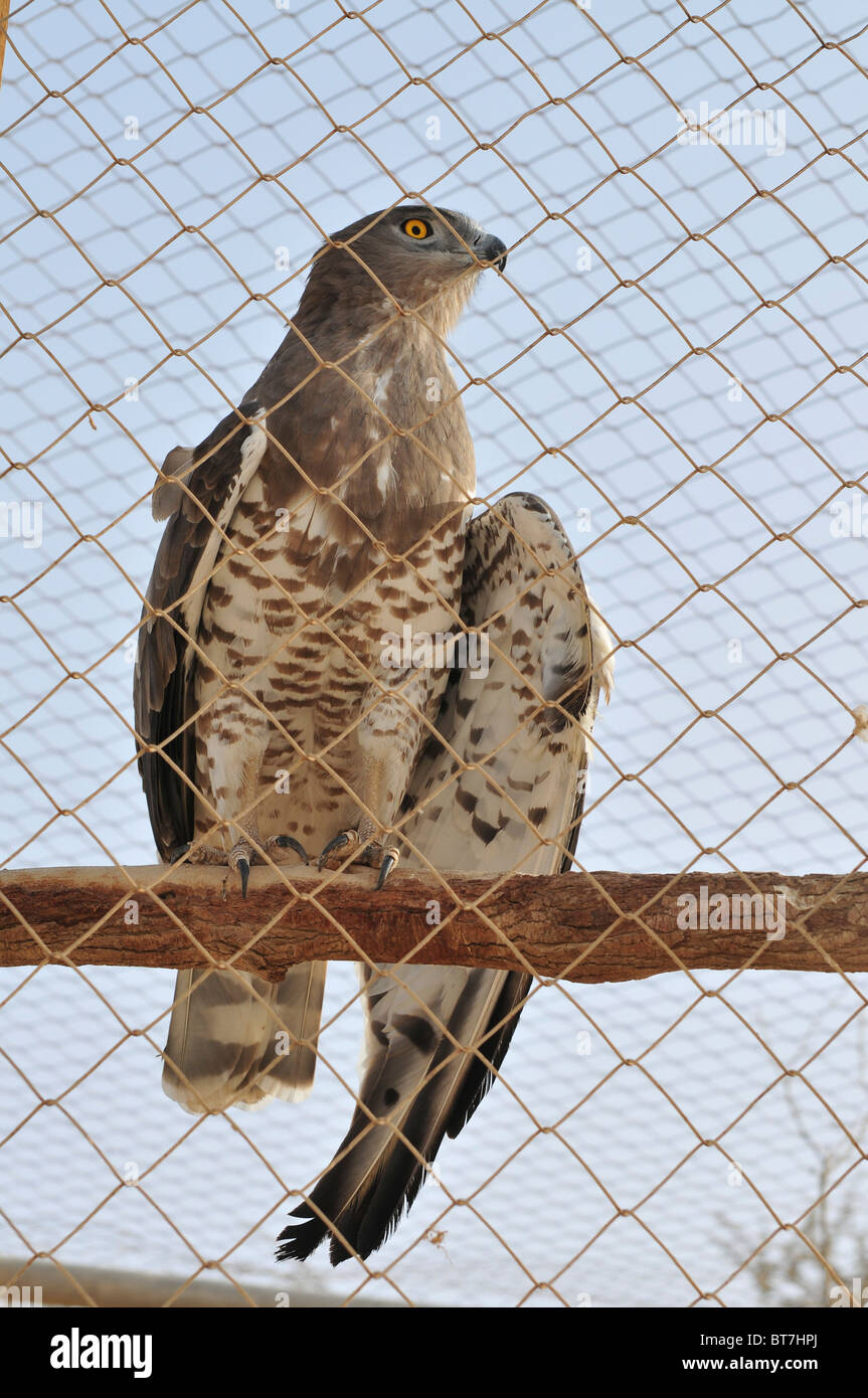 A wounded Northern Goshawk (Accipiter gentilis), being cared for at the rehabilitation centre Stock Photo