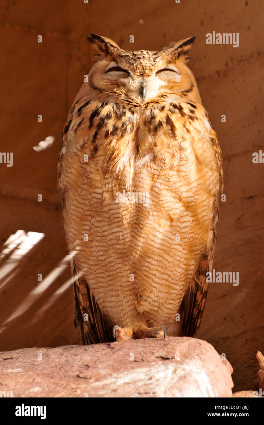 Israel, Aravah, The Yotvata Hai-Bar Nature Reserve breeding and reacclimation centre. Pharaoh Eagle-Owl (Bubo ascalaphus) Stock Photo