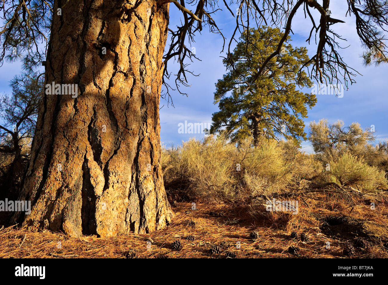 Ponderosa Pine Trees And Sagebrush In Lost Forest Christmas Lake Stock Photo Alamy