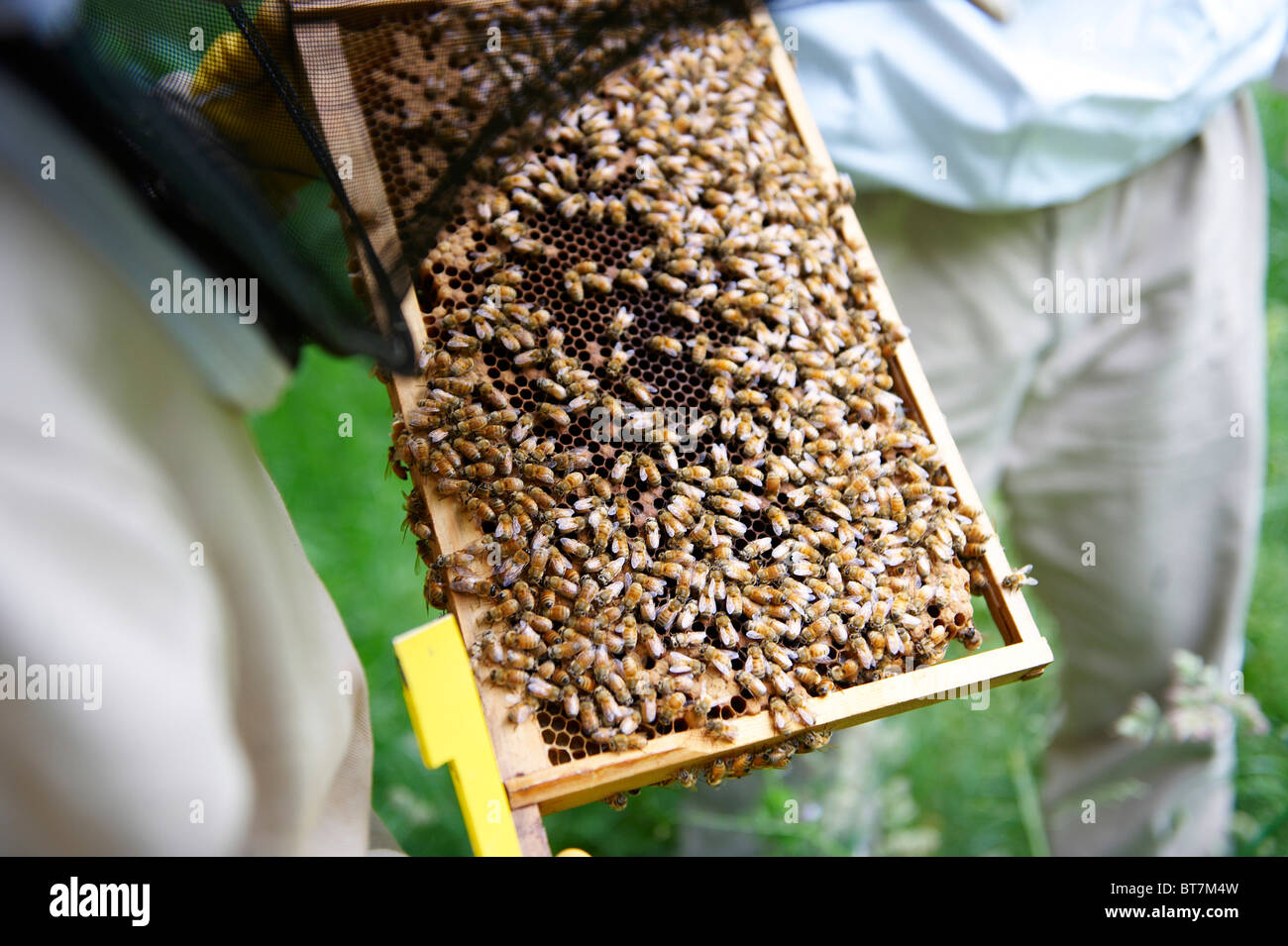 Frame of honey bees from a beehive being inspected by beekeepers Stock Photo