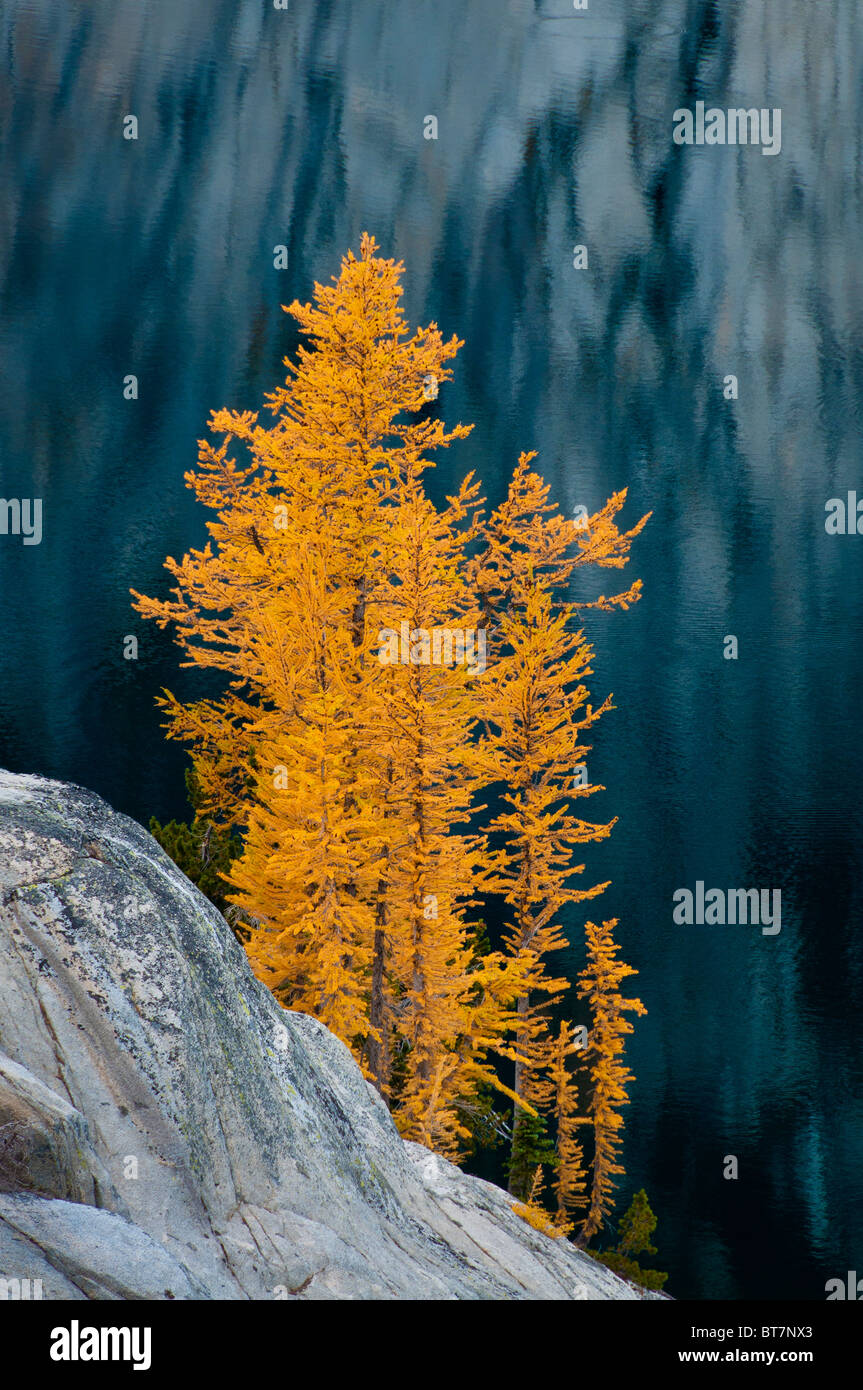 Alpine larch trees in autumn at Lake Viviane in The Enchantments, Alpine Lakes Wilderness, Washington. Stock Photo