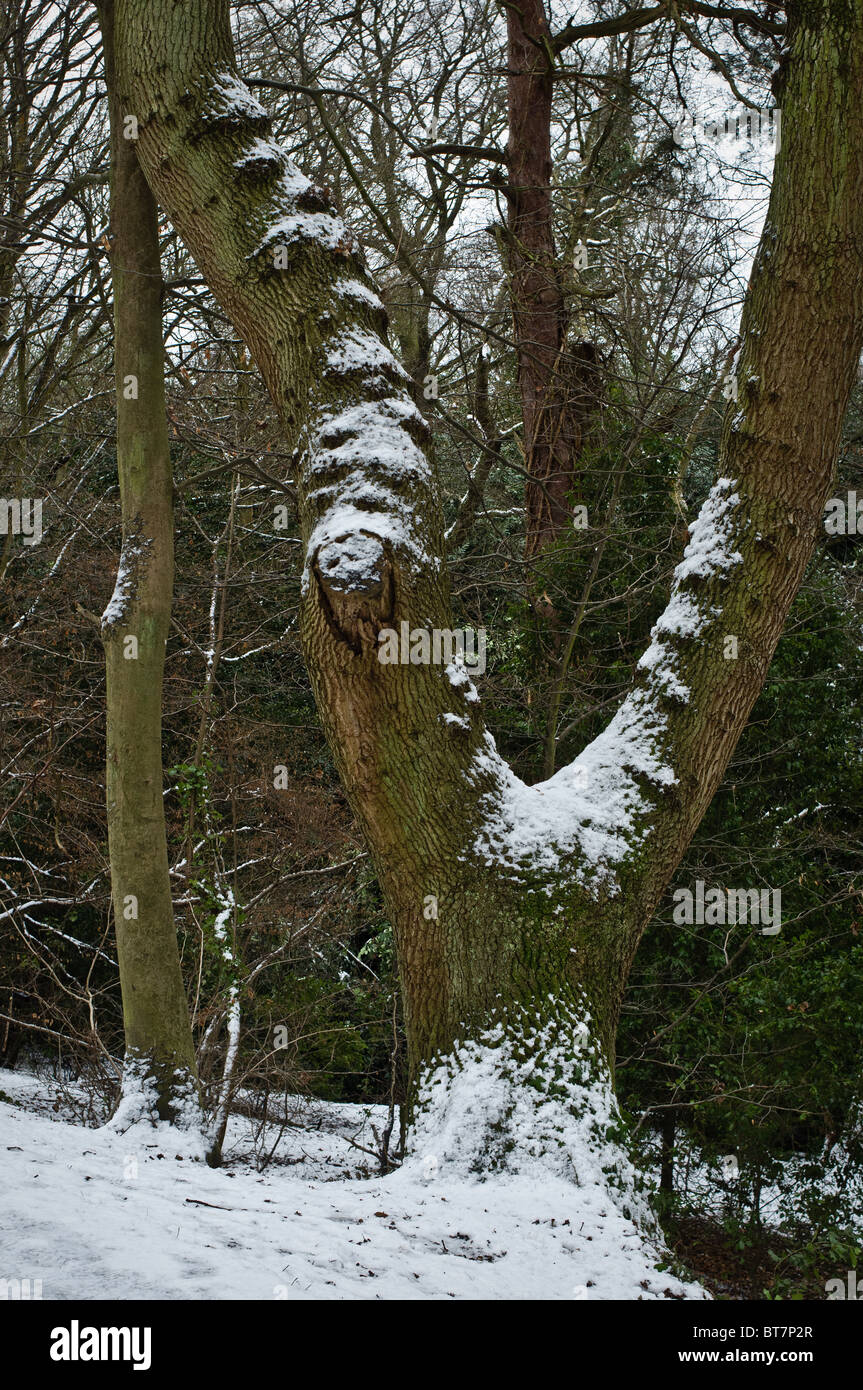 Snow covered tree trunk. Snow scenes in the park and woods. Queen