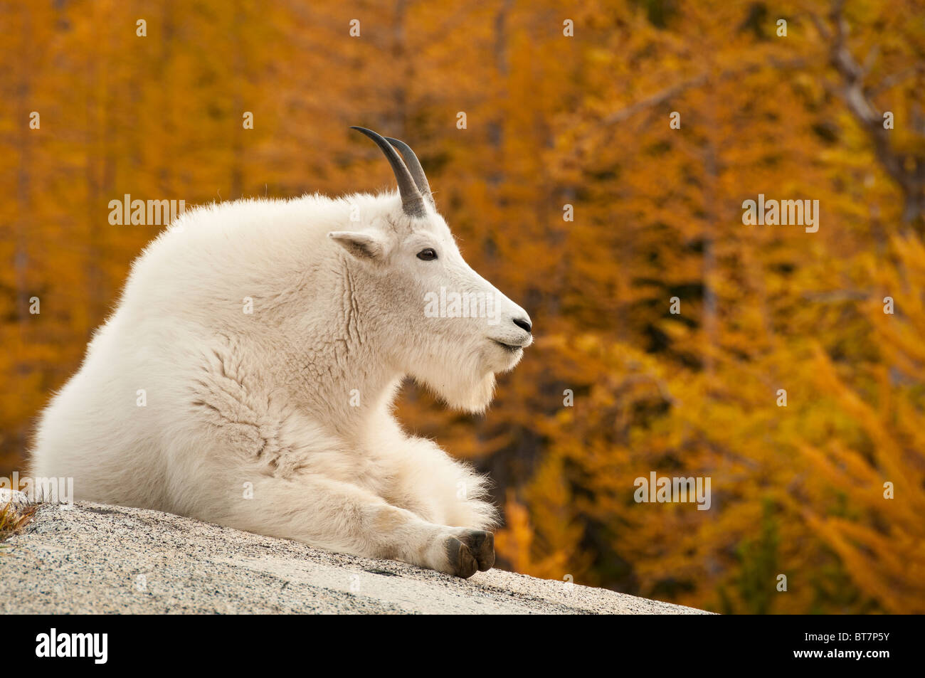 Mountain goat at Leprechaun Lake, The Enchantments, Alpine Lakes Wilderness, Washington. Stock Photo