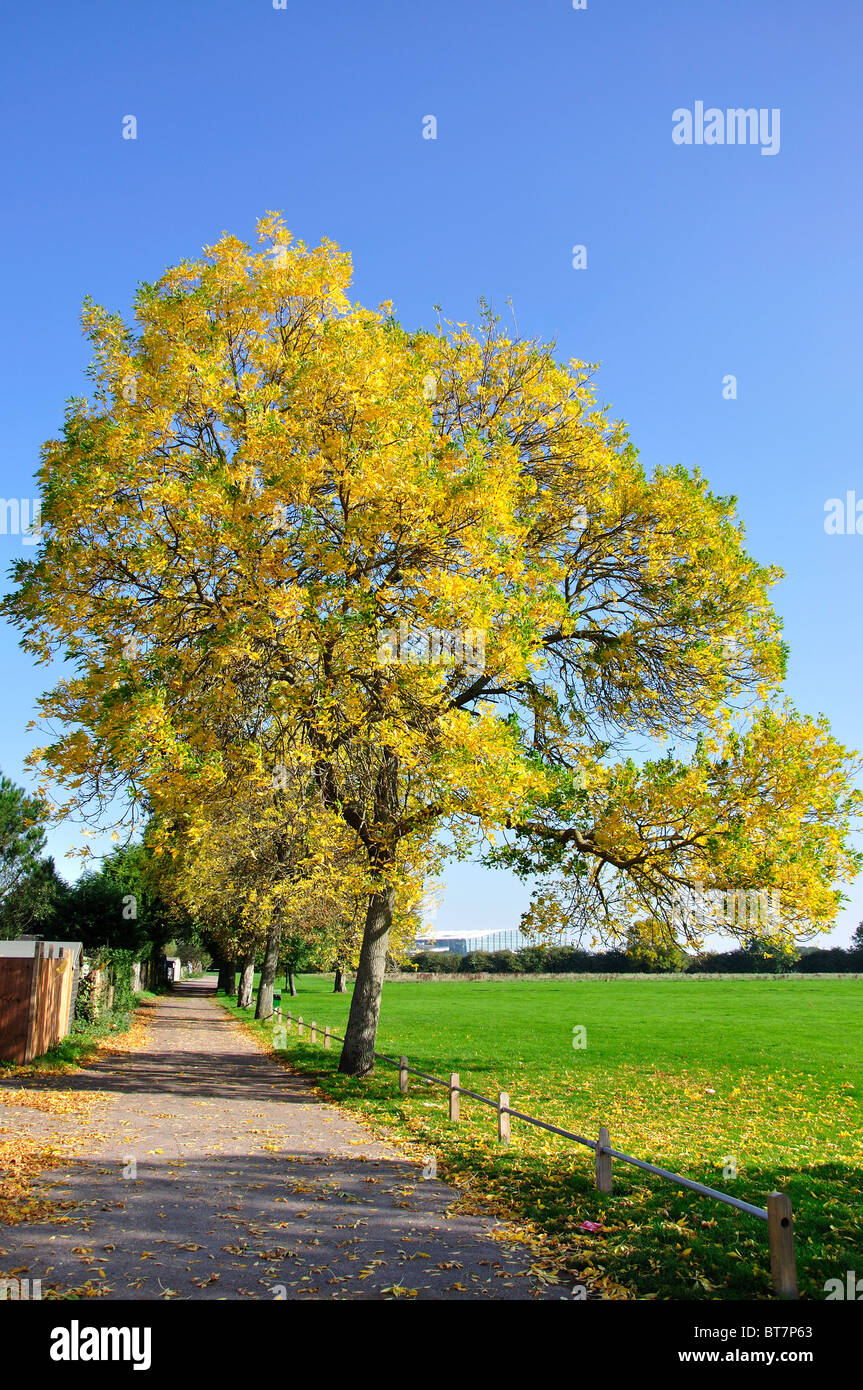 Trees in autumn on playing fields, Stanwell Moor, Surrey, United Kingdom Stock Photo
