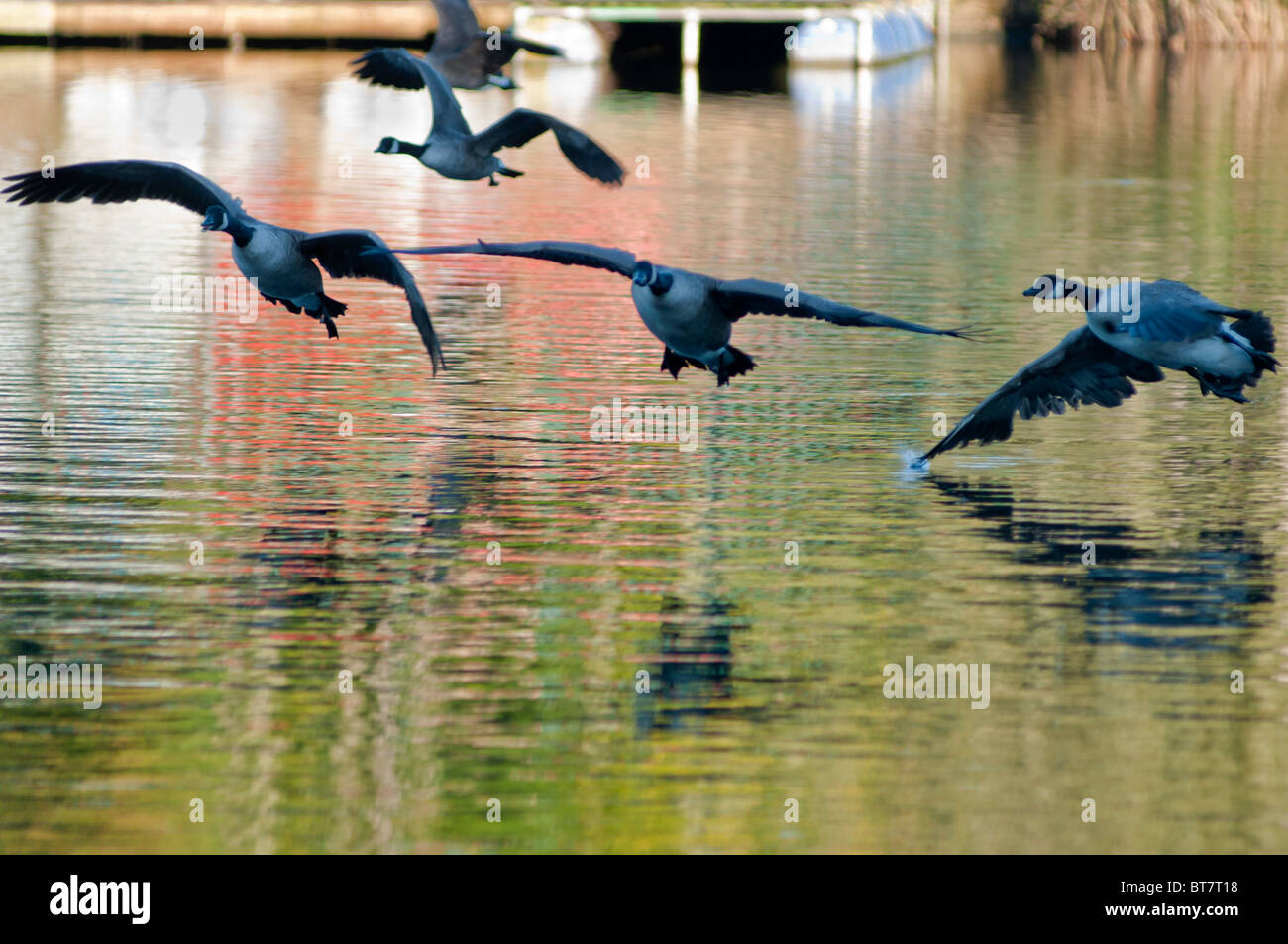 Canada geese landing on the lake, UK Stock Photo