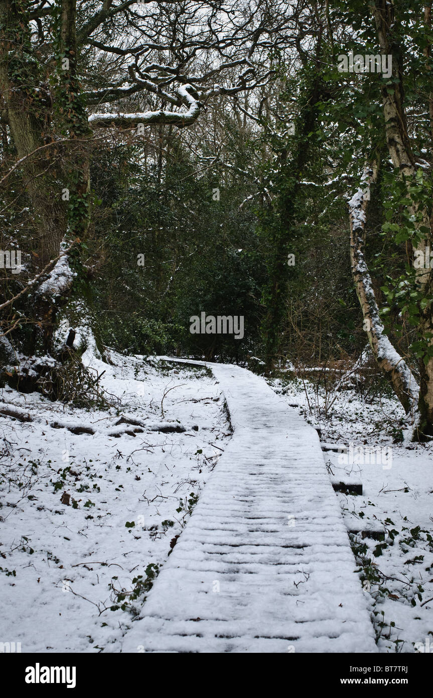 A snow covered path through woods. Snow scenes in the park and woods. Stock Photo