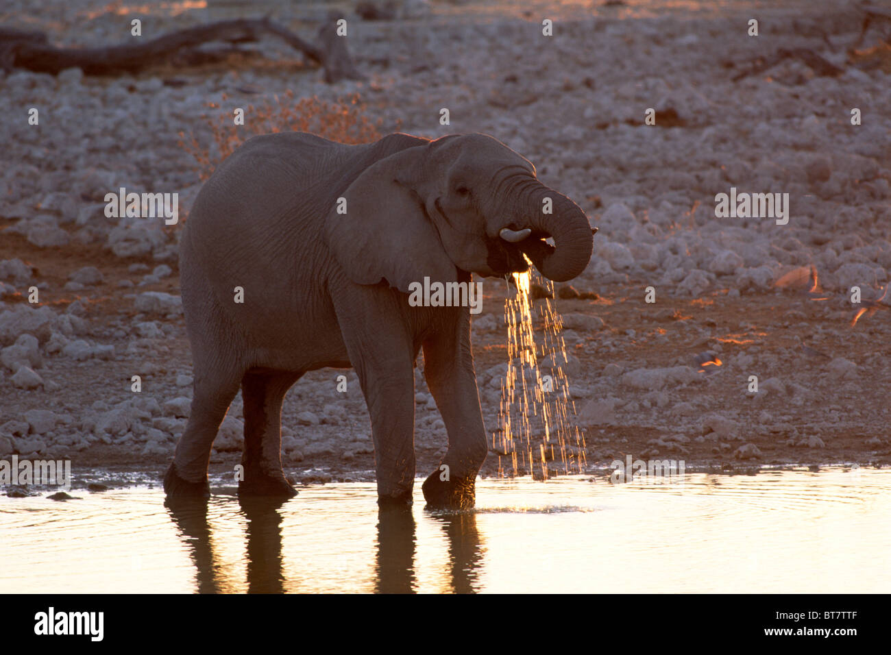 African Bush Elephant (Loxodonta africana) drinking water in the last evening light, Etosha National Park, Namibia, Africa Stock Photo