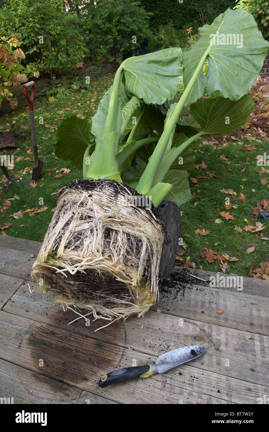 Compacted roots of an Alocasia macrorrhiza before being re-potted Stock Photo