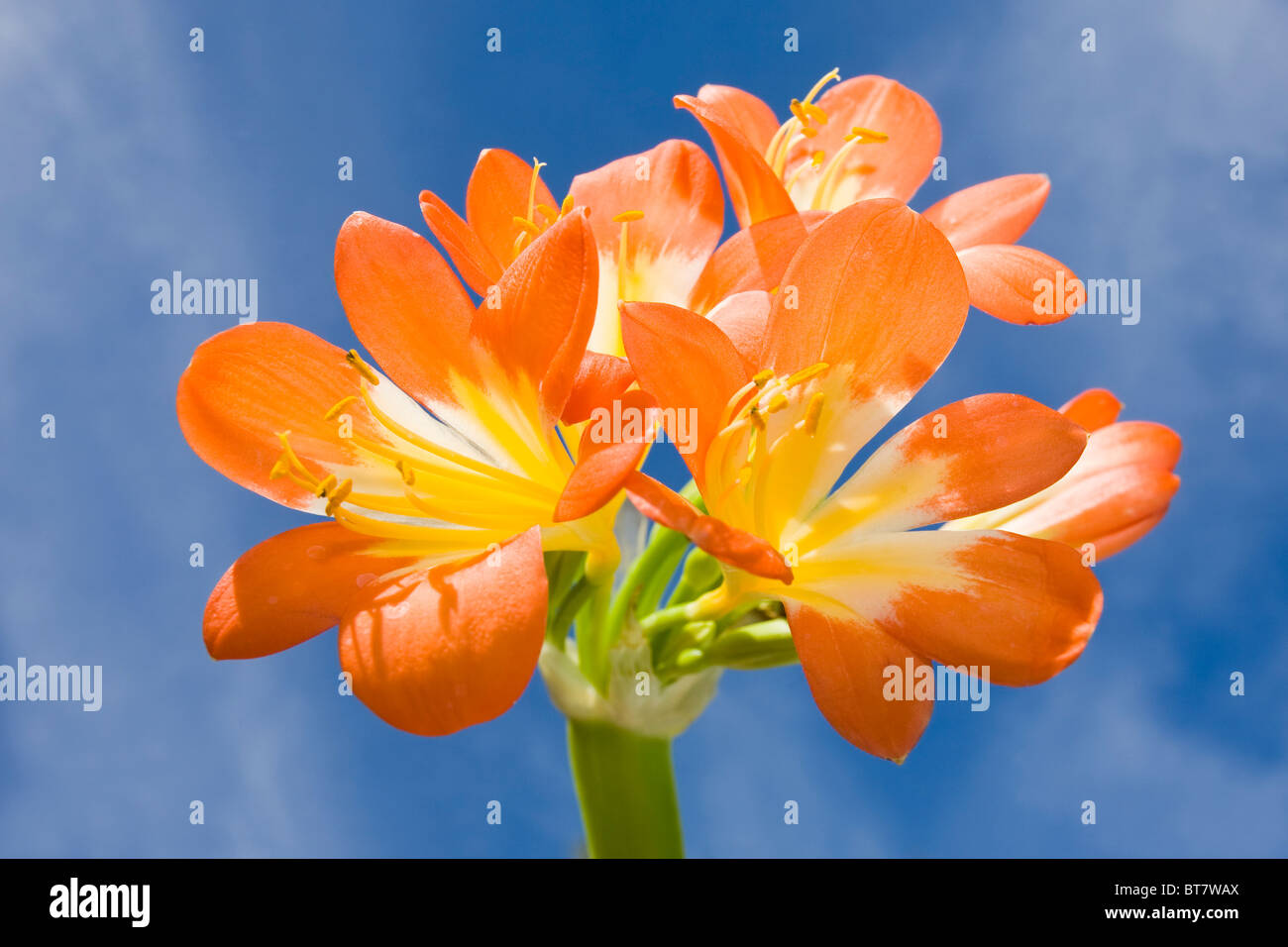 Clivia miniata in flower with a blue sky Stock Photo