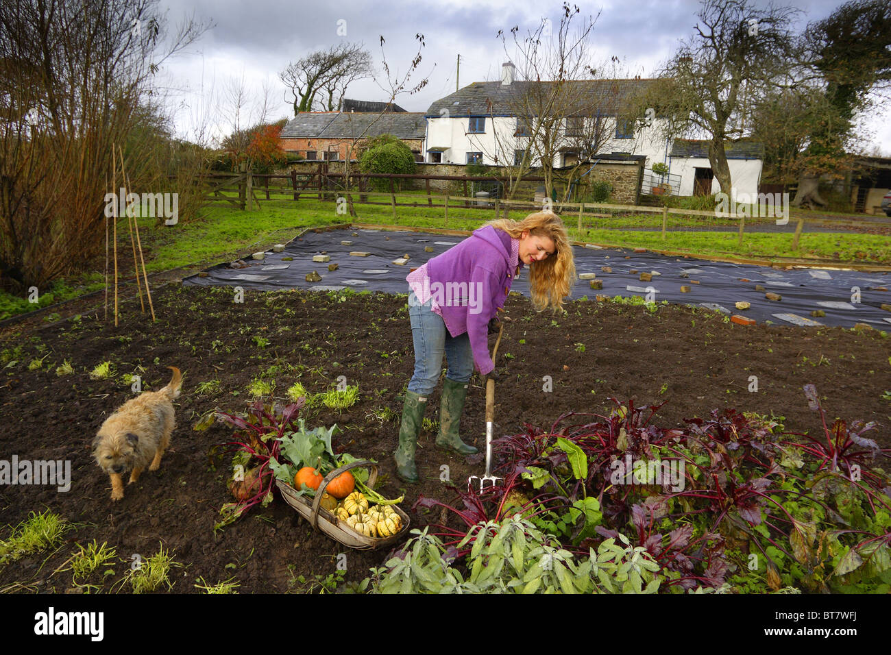 Woman working on her vegetable patch. Stock Photo