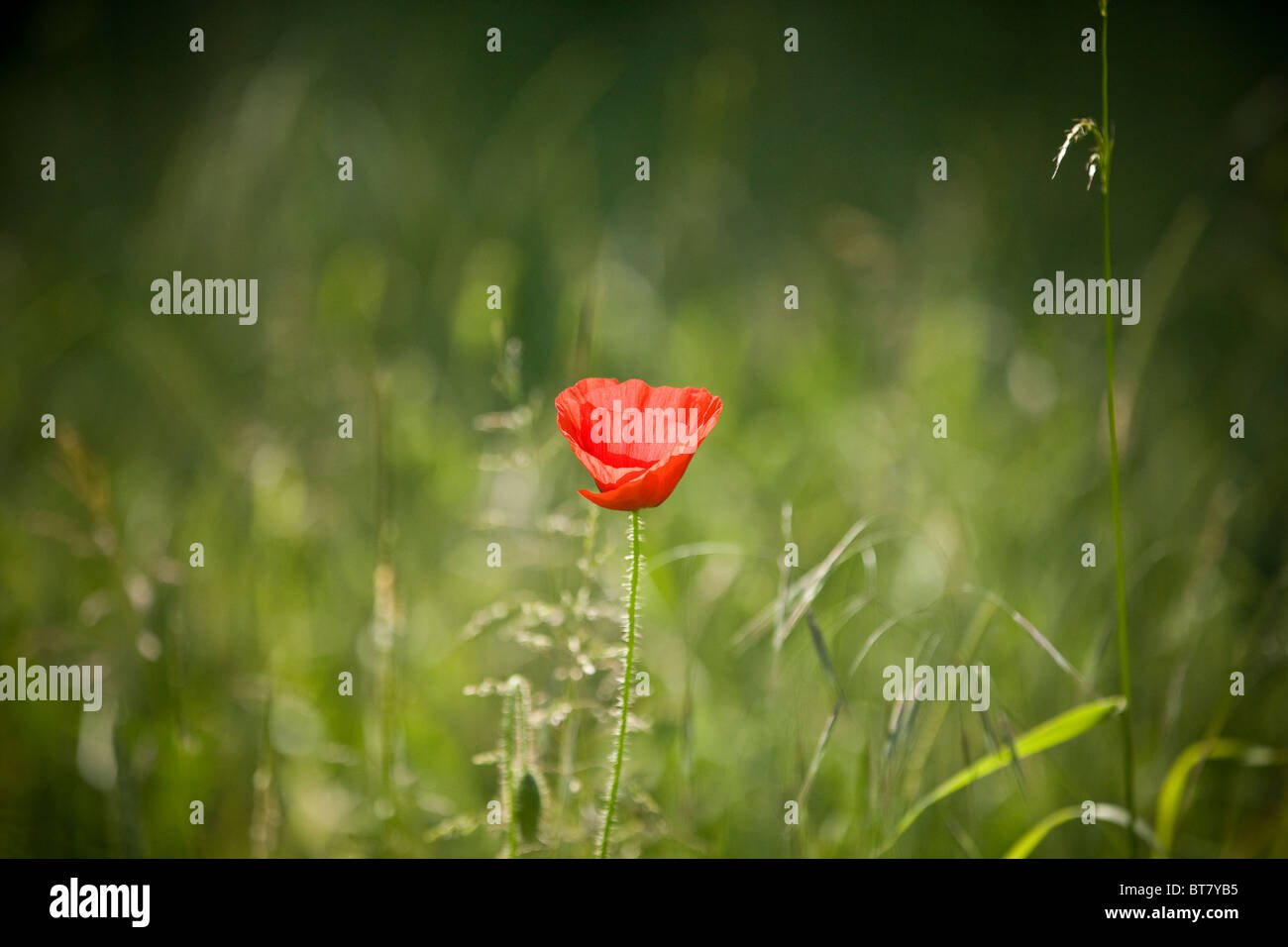 A red poppy flower Stock Photo - Alamy