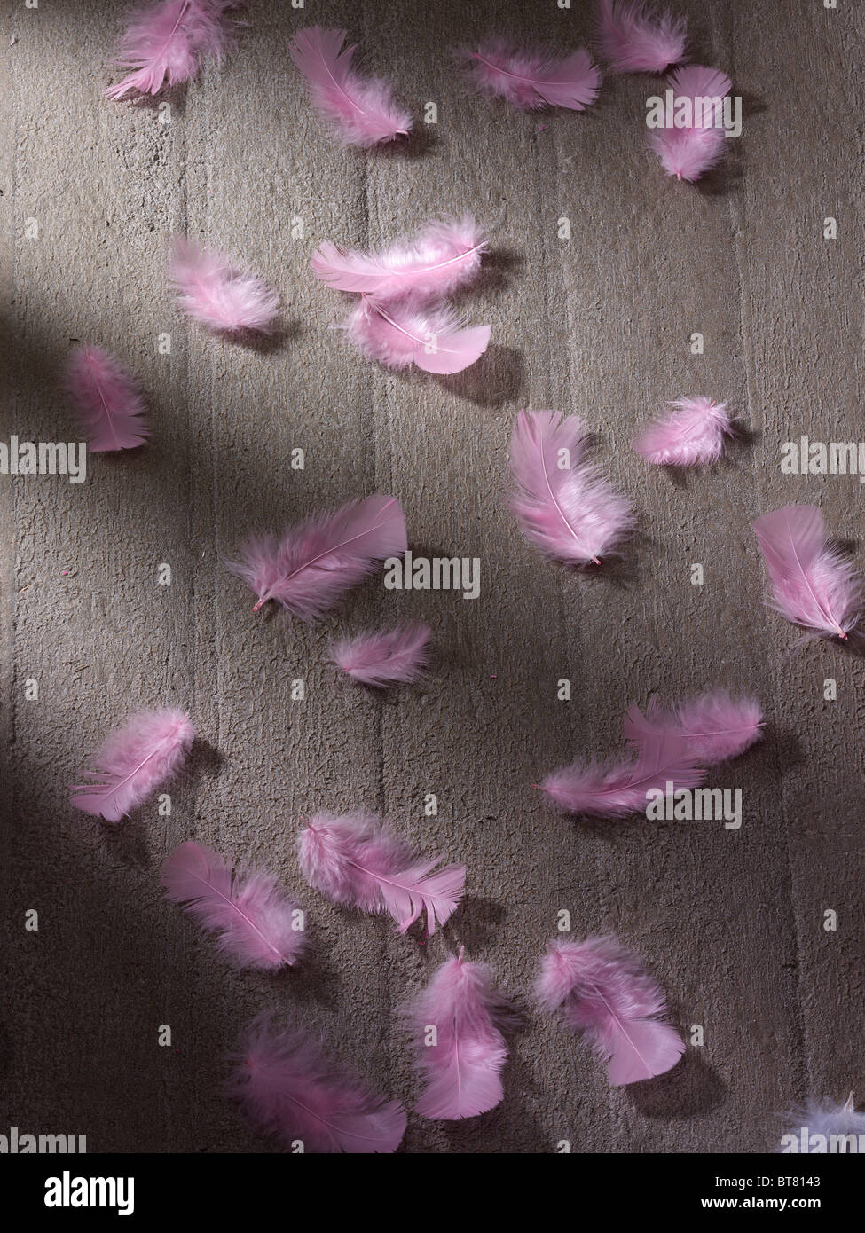 Pink feathers on a concrete panel Stock Photo