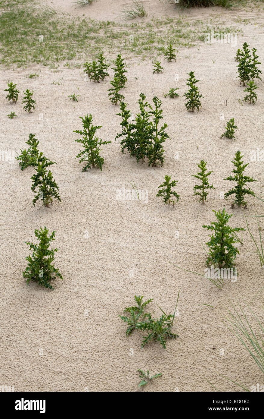 Plants growing in the sand Stock Photo Alamy