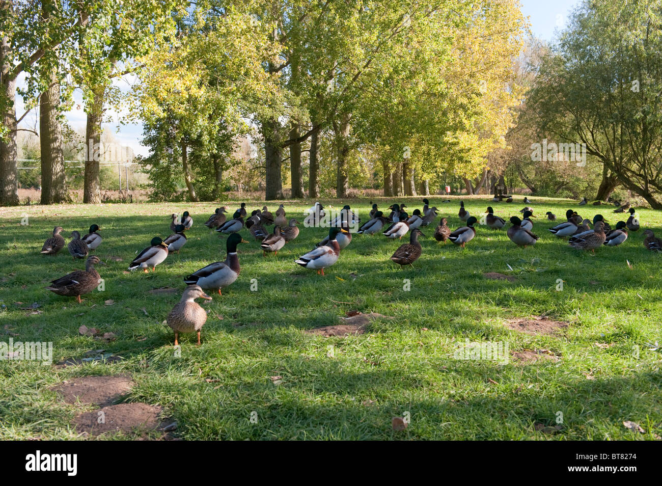 Ducks at the river side in Fakenham, Norfolk Stock Photo