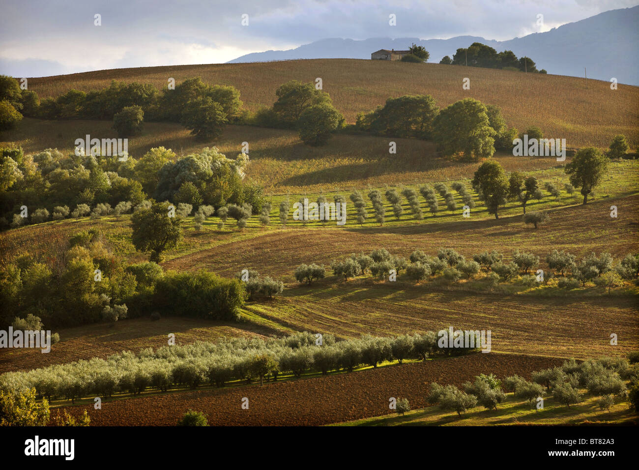 Farmland and olive groves in Abruzzo, Italy Stock Photo - Alamy