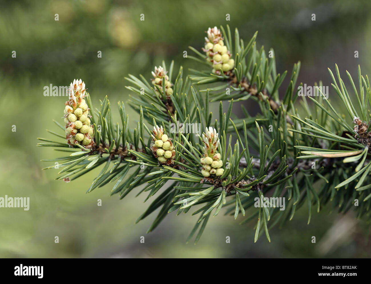 Young runaways of a pine in forest Stock Photo
