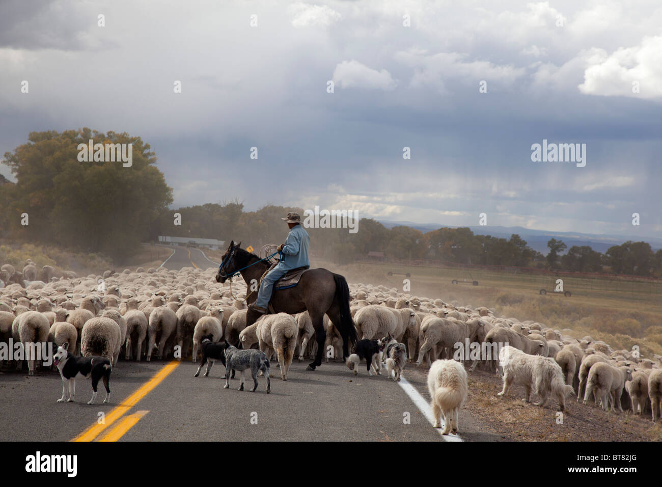 Shepherd Moves Flock of Sheep Along a Highway to a New Pasture Stock Photo