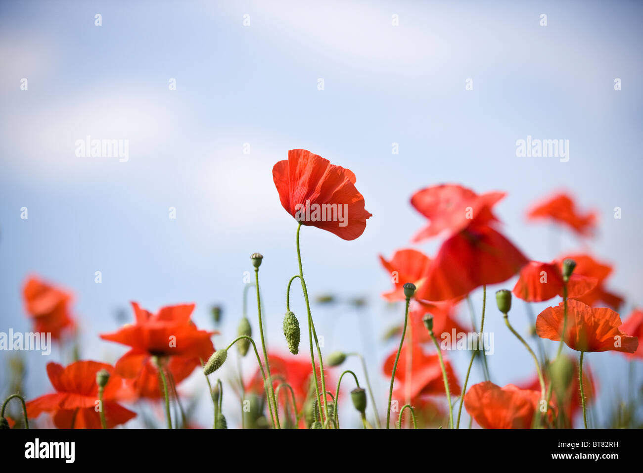 Poppy flowers meadow uk blue sky hi-res stock photography and images ...