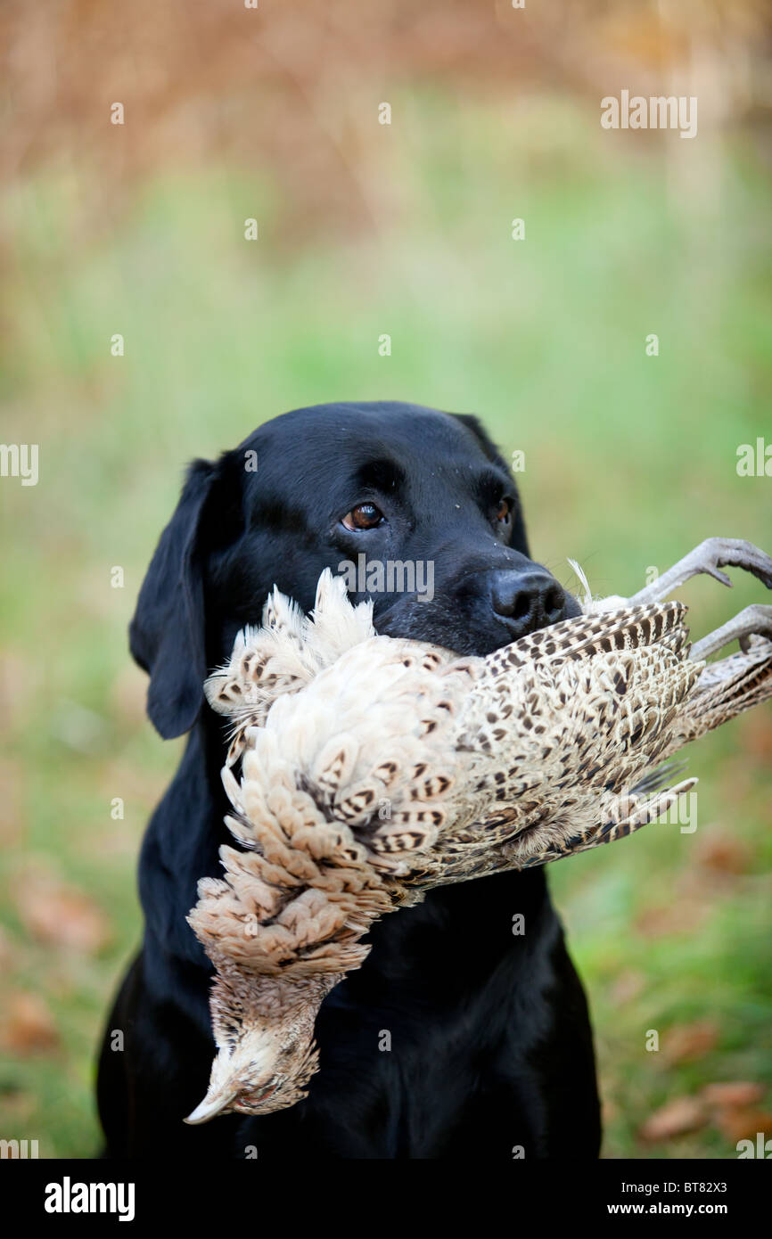 Black labrador retriever retrieving game hires stock photography and images Alamy
