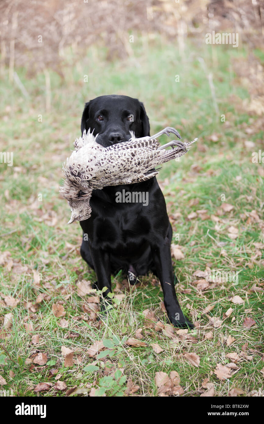 Black Labrador retriever retrieving game Stock Photo