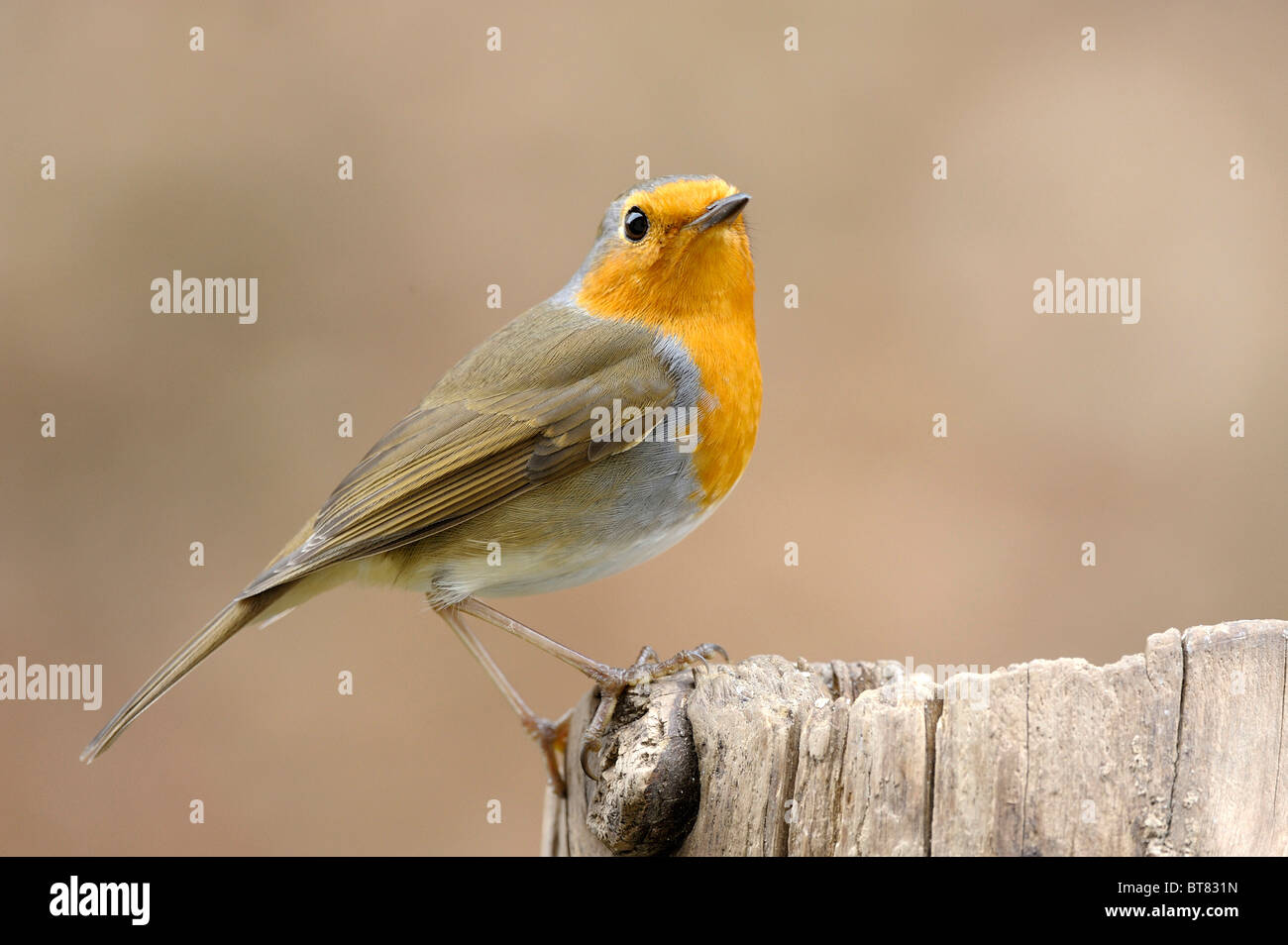 European Robin (Erithacus rubecula) Stock Photo