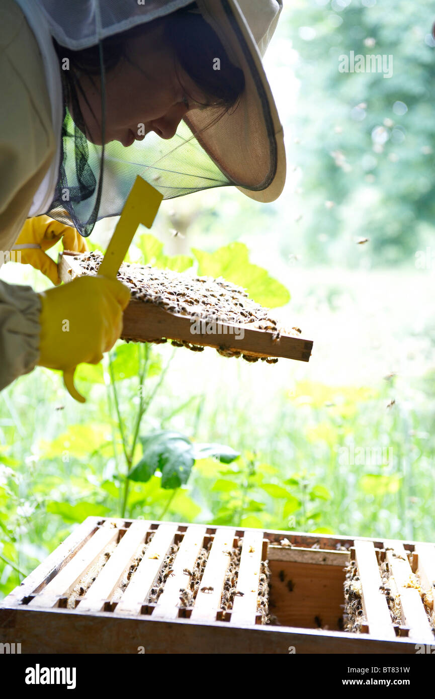 Woman in protective clothing checking a beehive, with frame of bees and flying bees Stock Photo