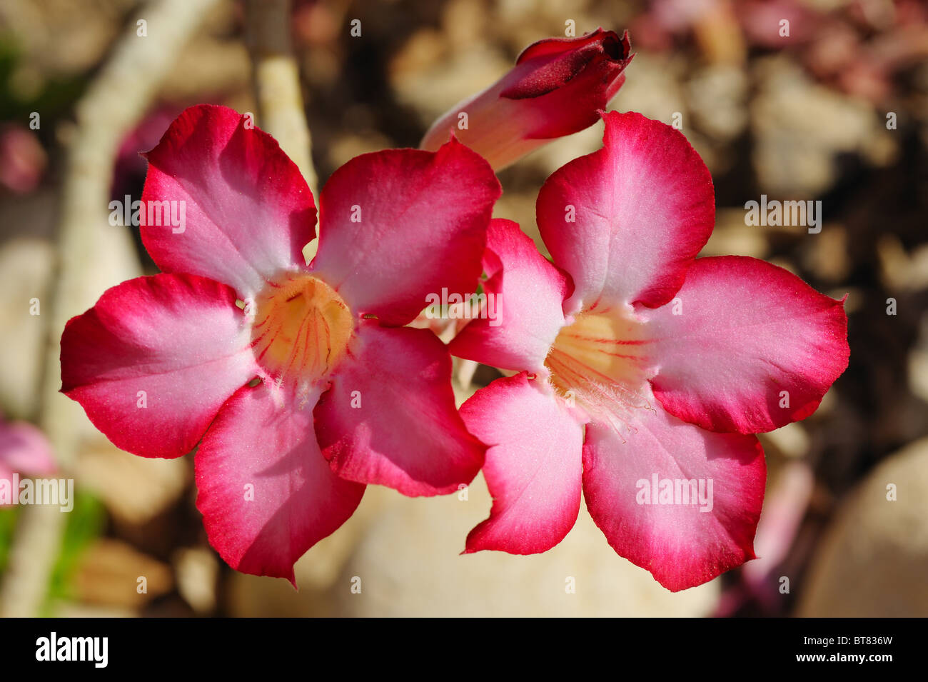 Flowers of Israel Stock Photo - Alamy