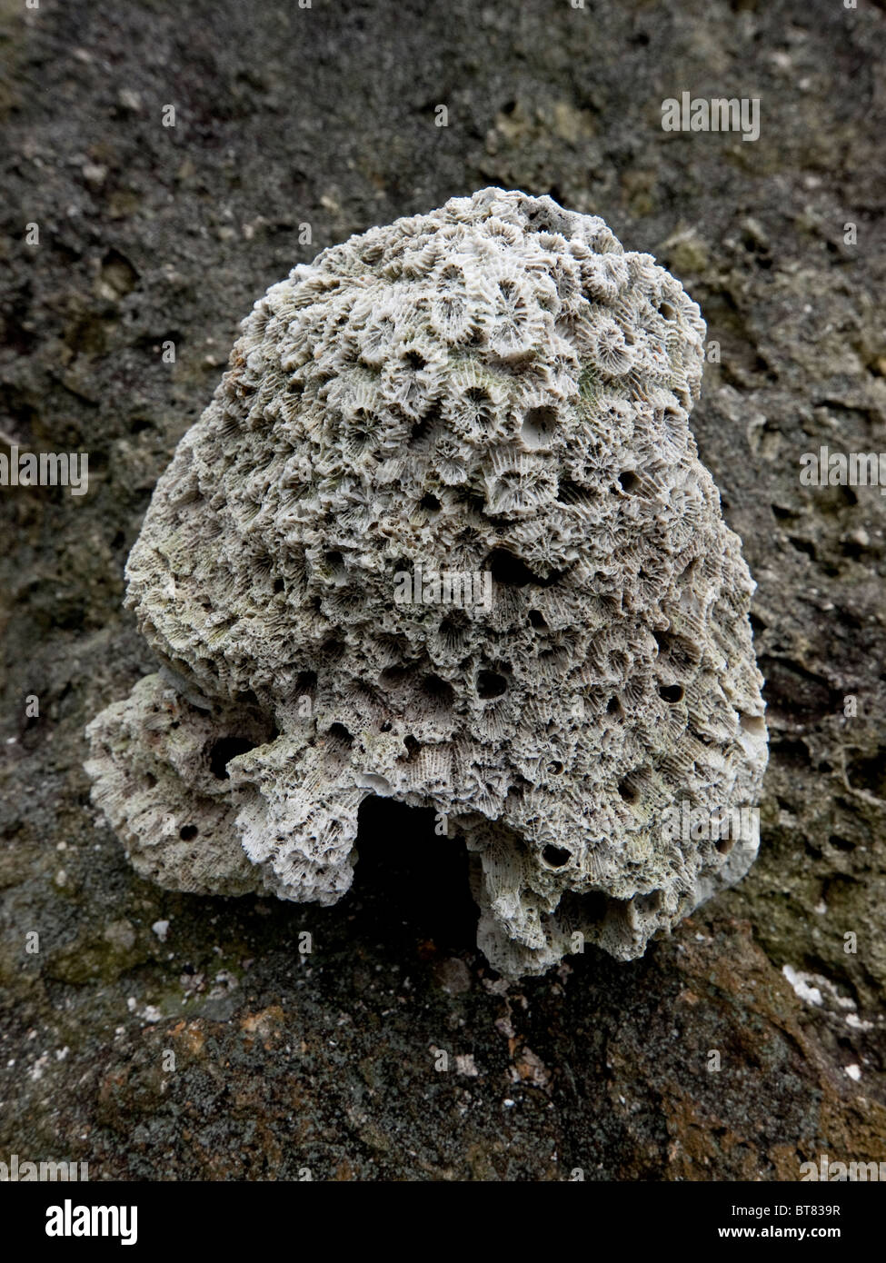 Dry coral still life Stock Photo Alamy