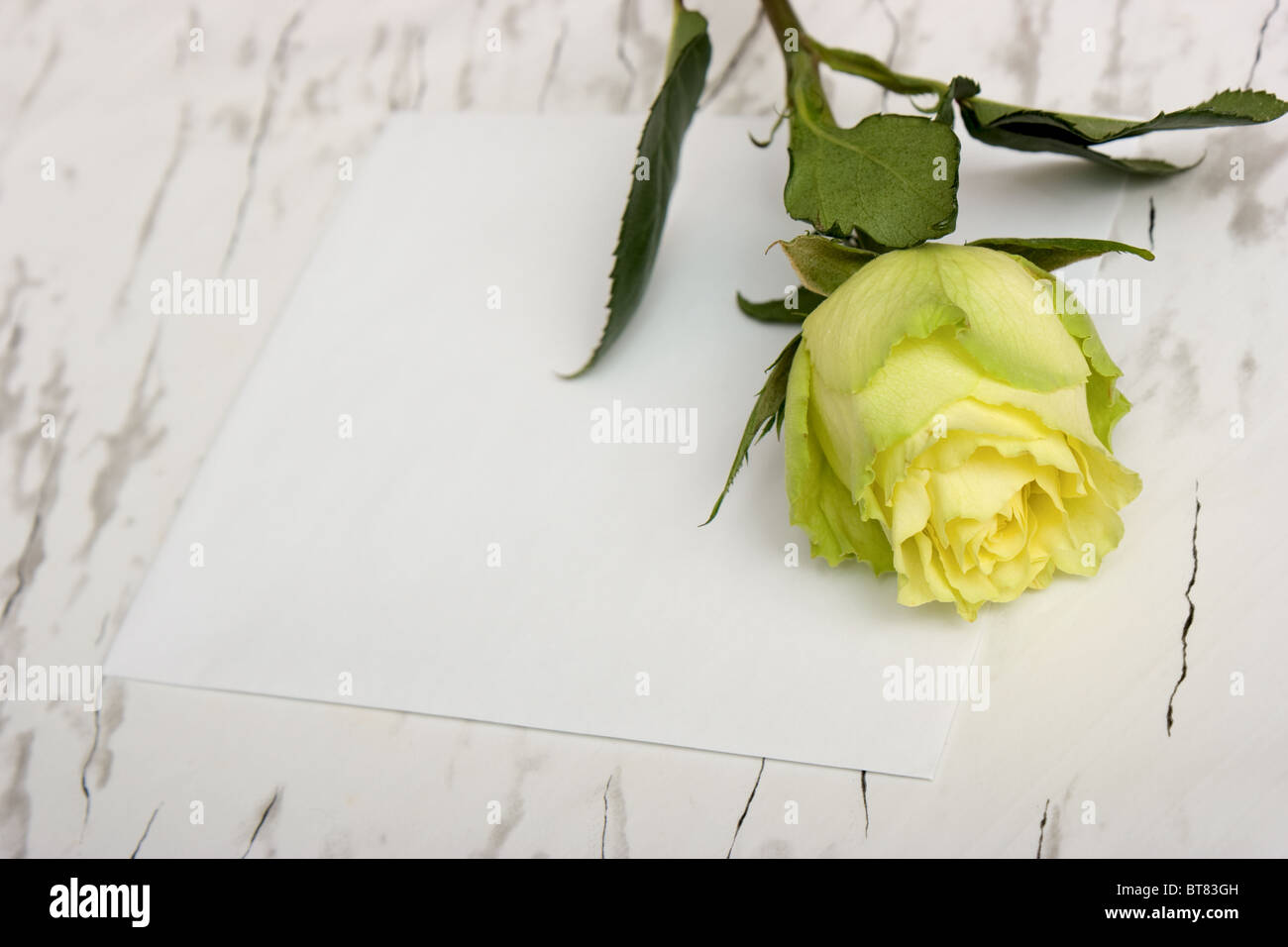 Rose flower lying on a blank leaf paper Stock Photo