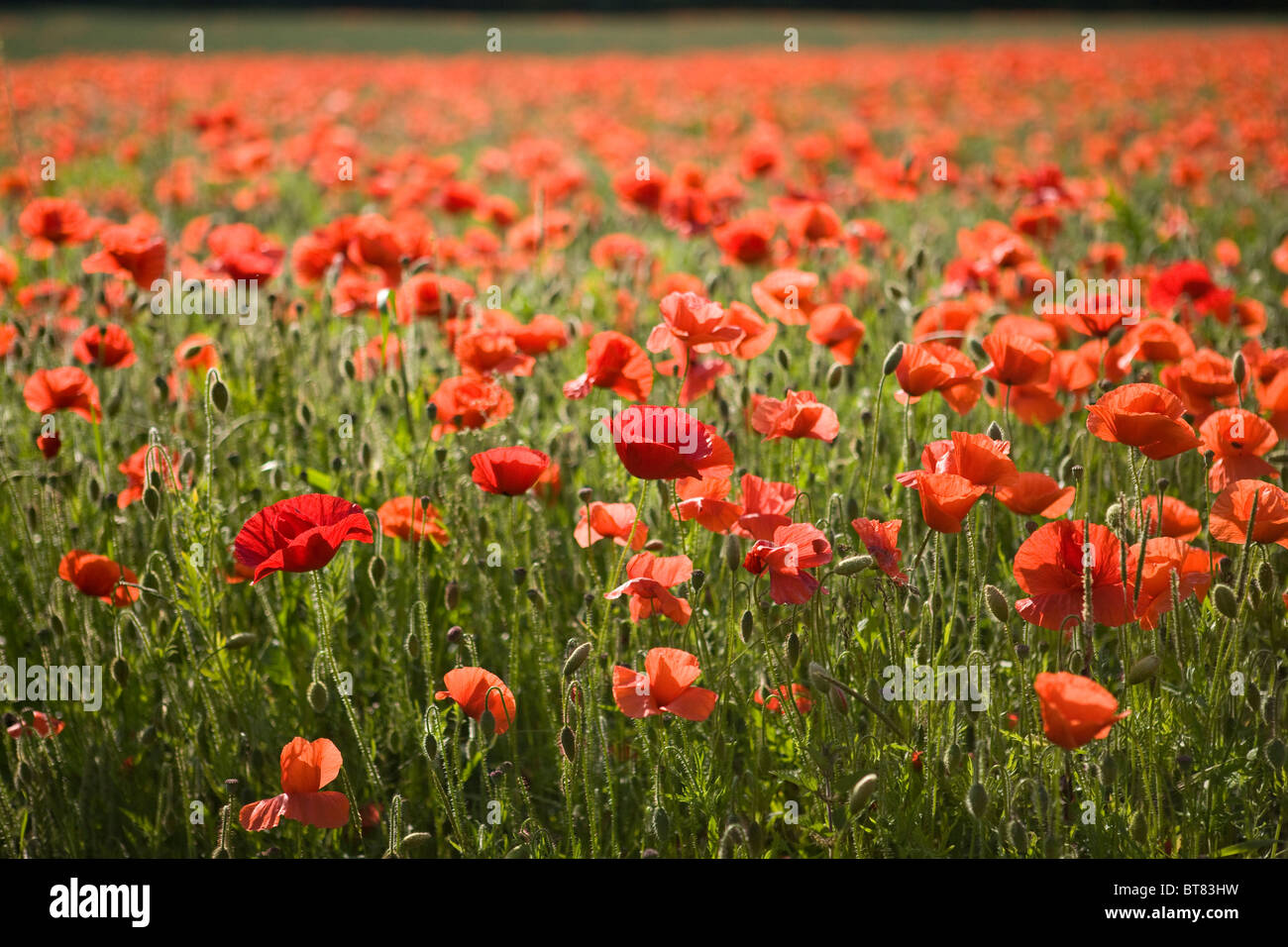 A field of red poppies Stock Photo Alamy