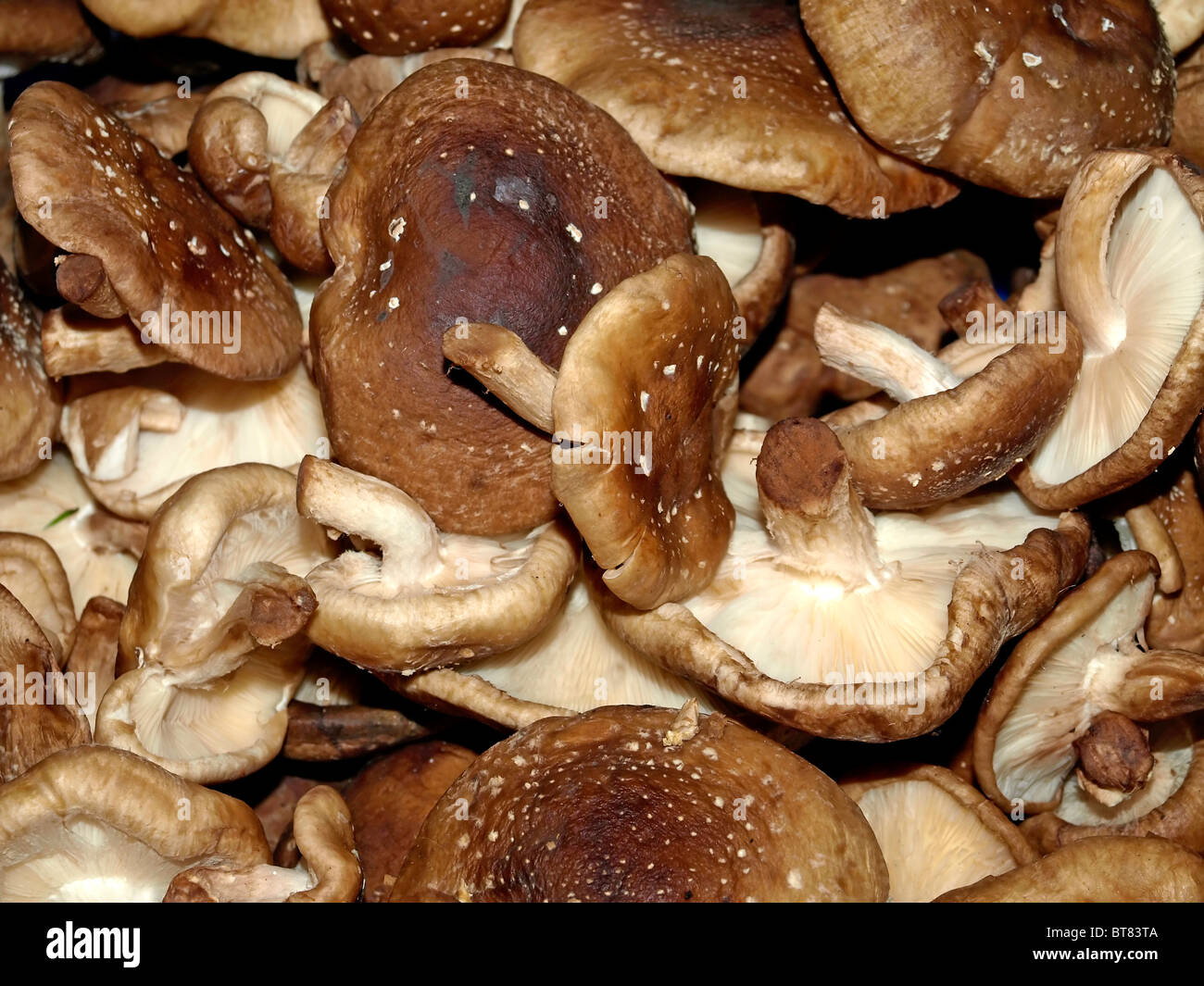 shiitake mushroom at a farmer market Stock Photo Alamy