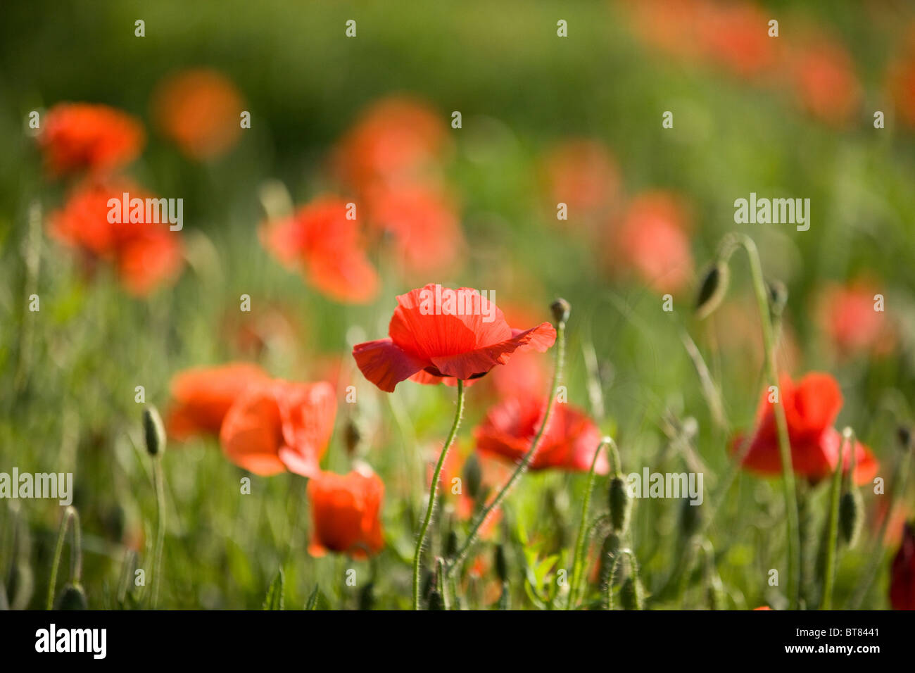 Red poppies in a field Stock Photo Alamy
