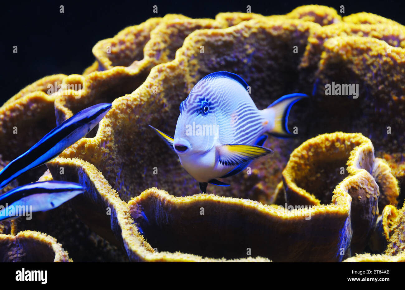 Fish and coral of the Red Sea Stock Photo - Alamy