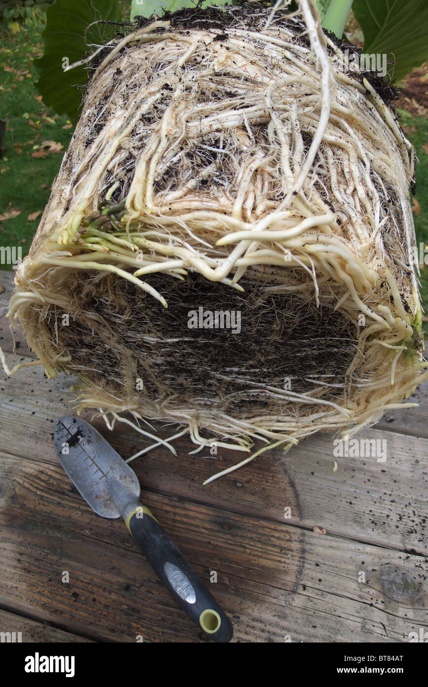 Fibrous root system hi-res stock photography and images - Alamy