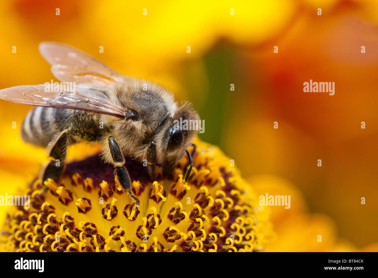 a bee, searching for nectar Stock Photo