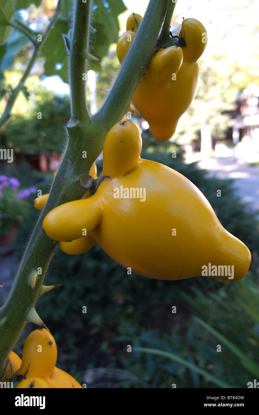 The strange shape of the Solanum mammosum fruit is the reason for its common names of nipple fruit, titty fruit and cows udder Stock Photo