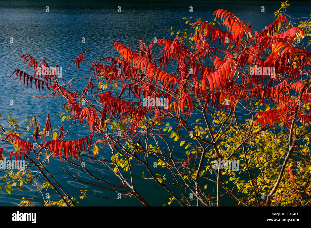 Red Sumac and yellow tree leaves against the aqua blue water of Pink