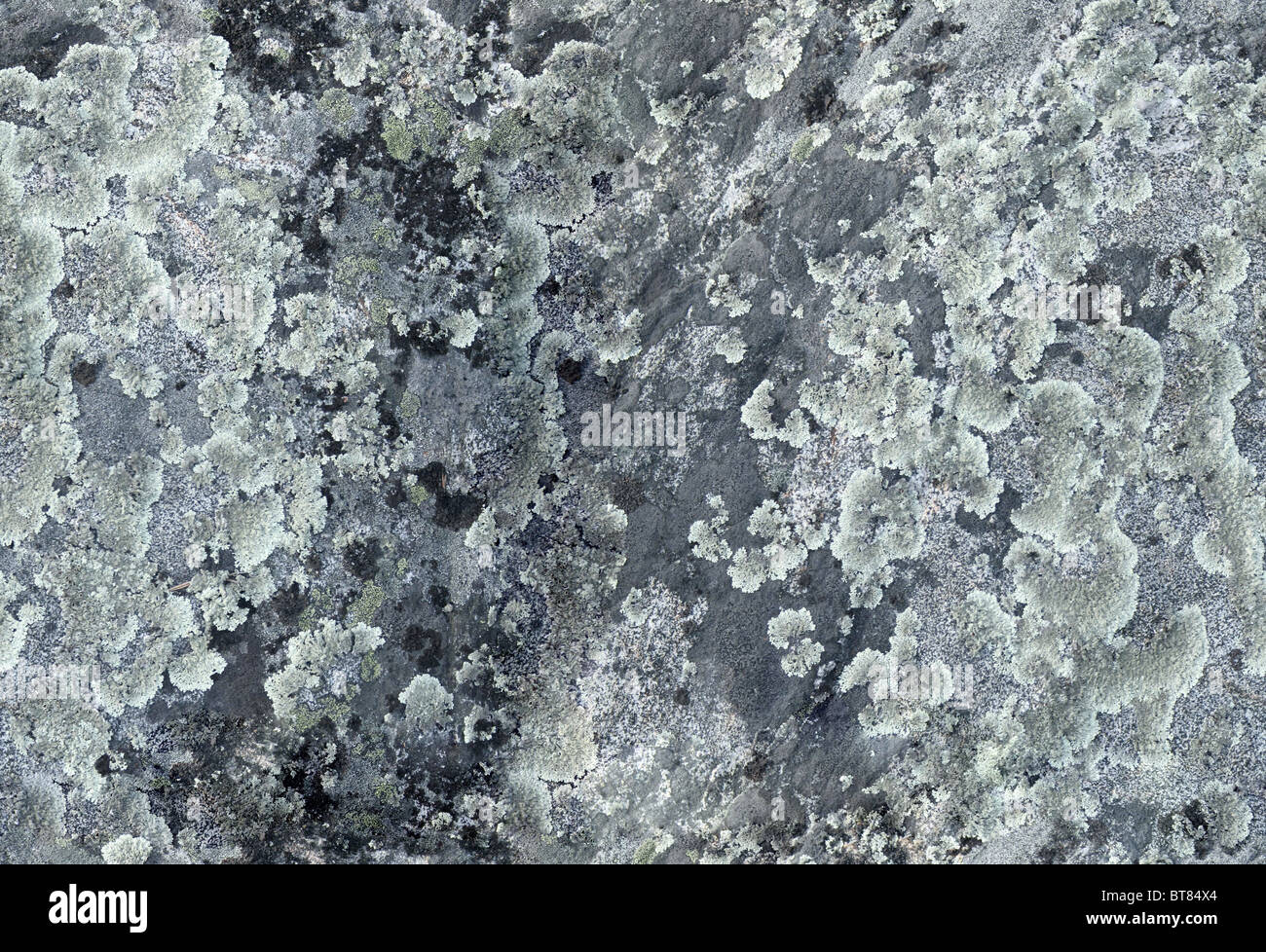 Rock surface covered with different lichens Stock Photo - Alamy