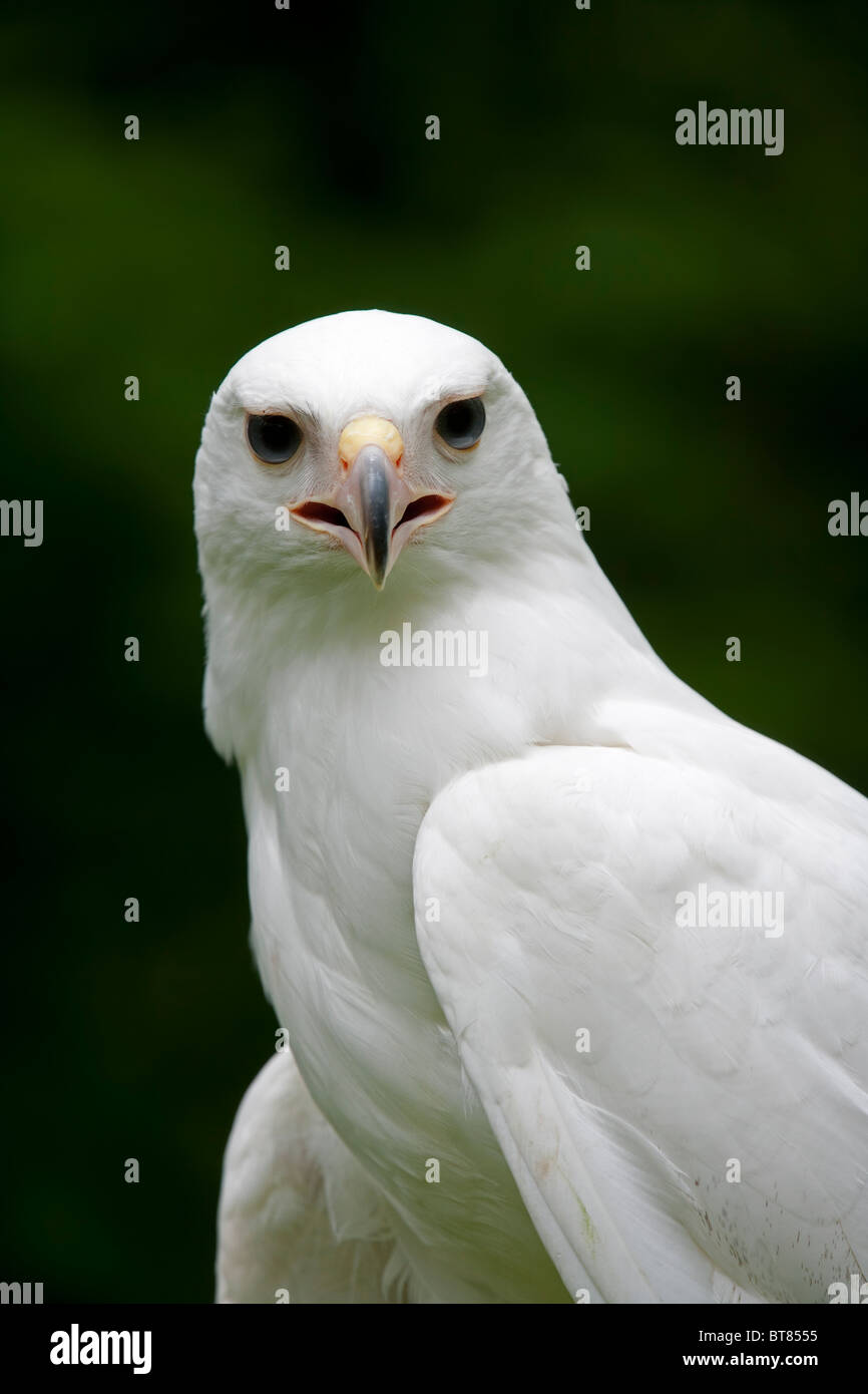 Close up of a partial albinism Red Tailed Hawk Buteo jamaicensis Stock Photo