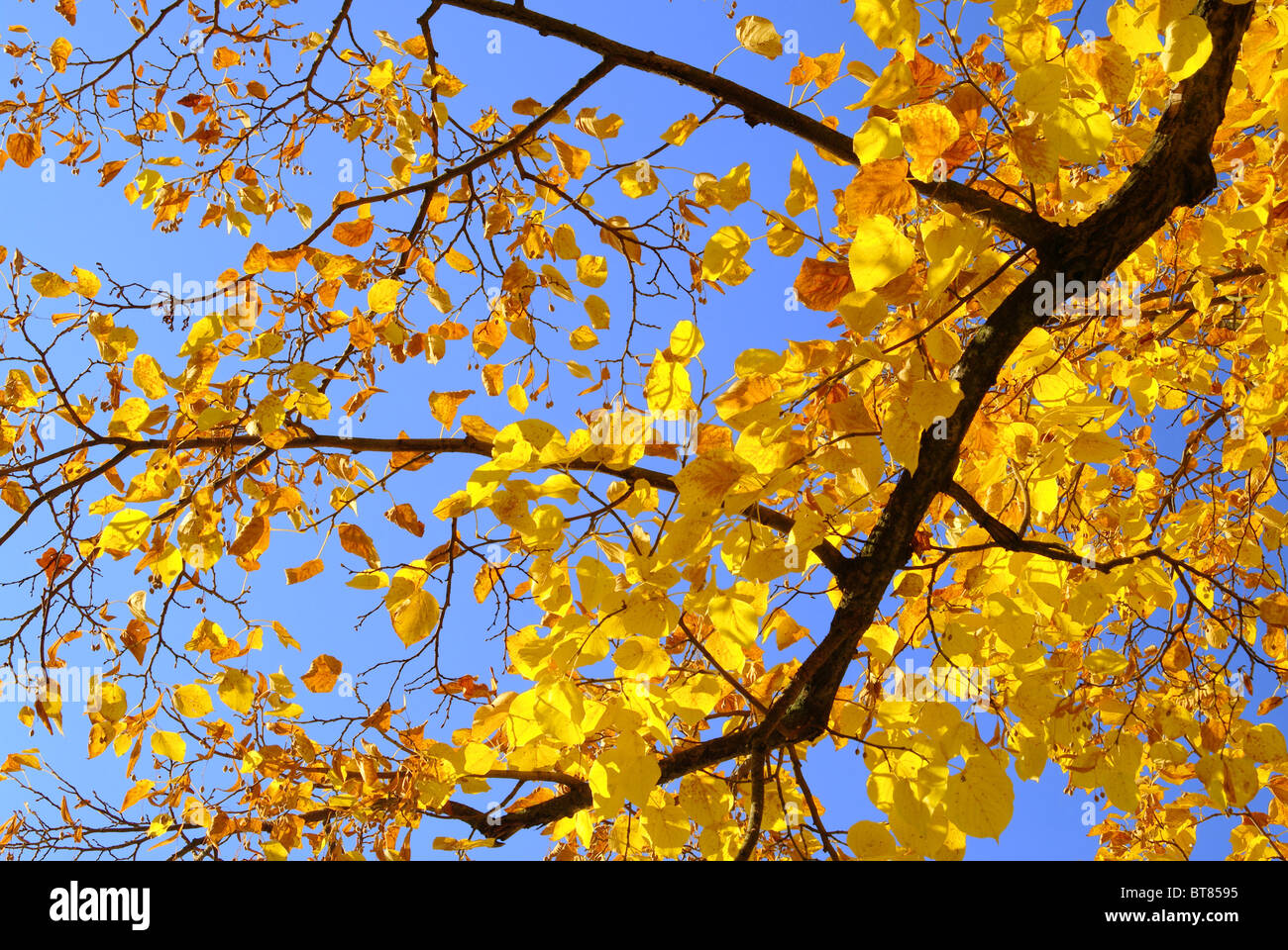 Lime tree leaves in hi-res stock photography and images - Alamy
