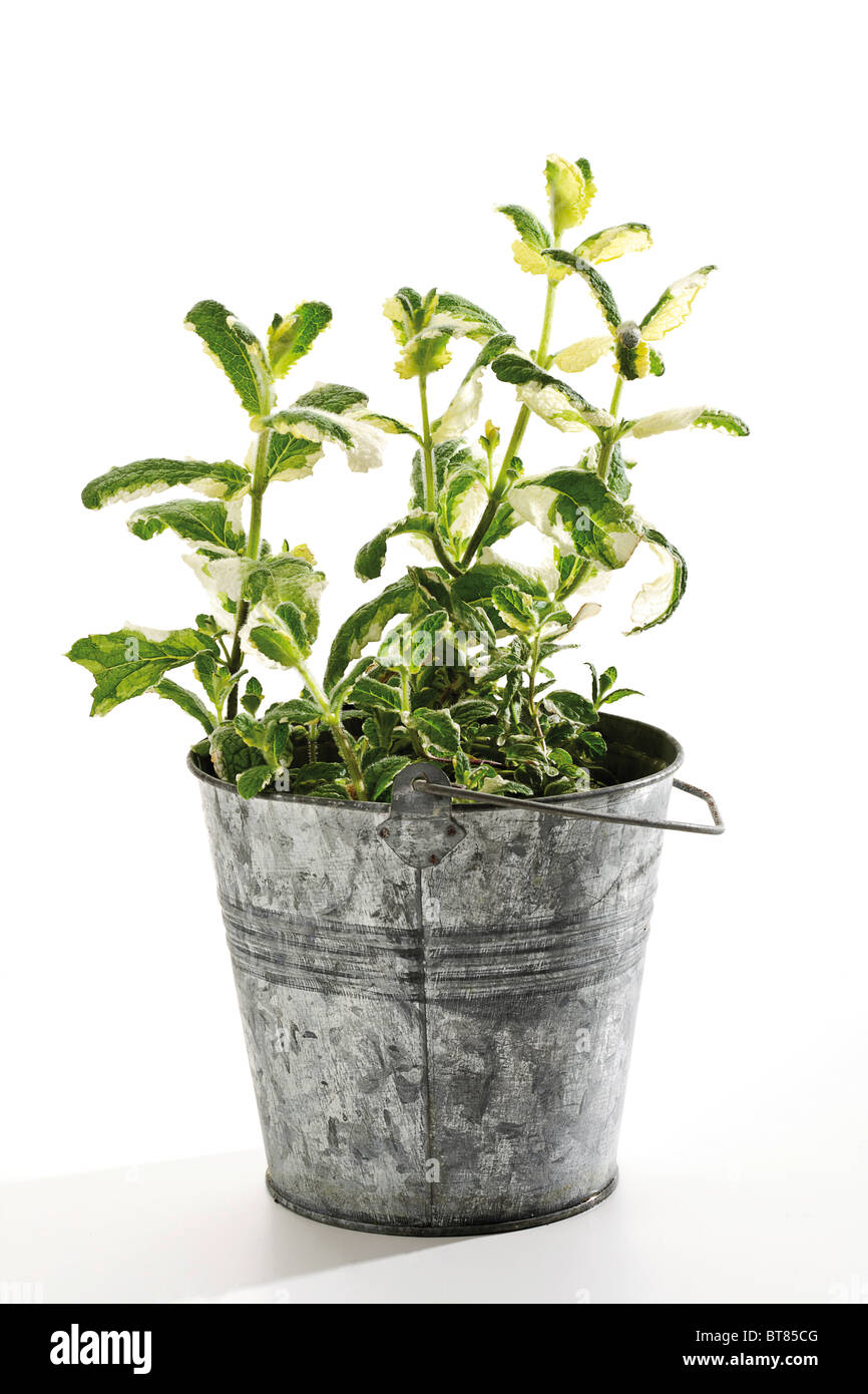Ginger Mint (Mentha gentilis variegata) in a small zinc bucket Stock Photo