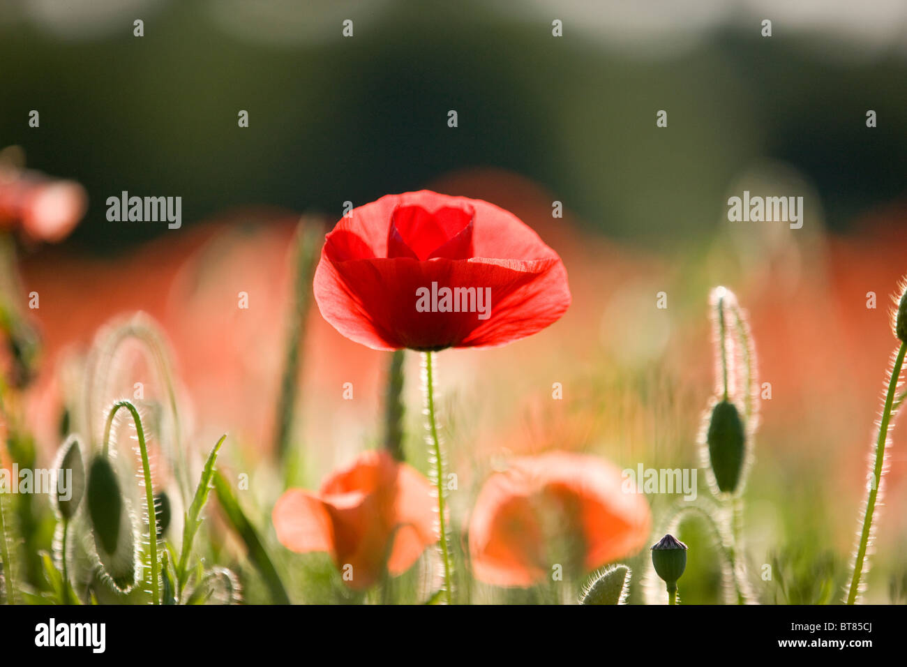 A red poppy flower in a field Stock Photo - Alamy