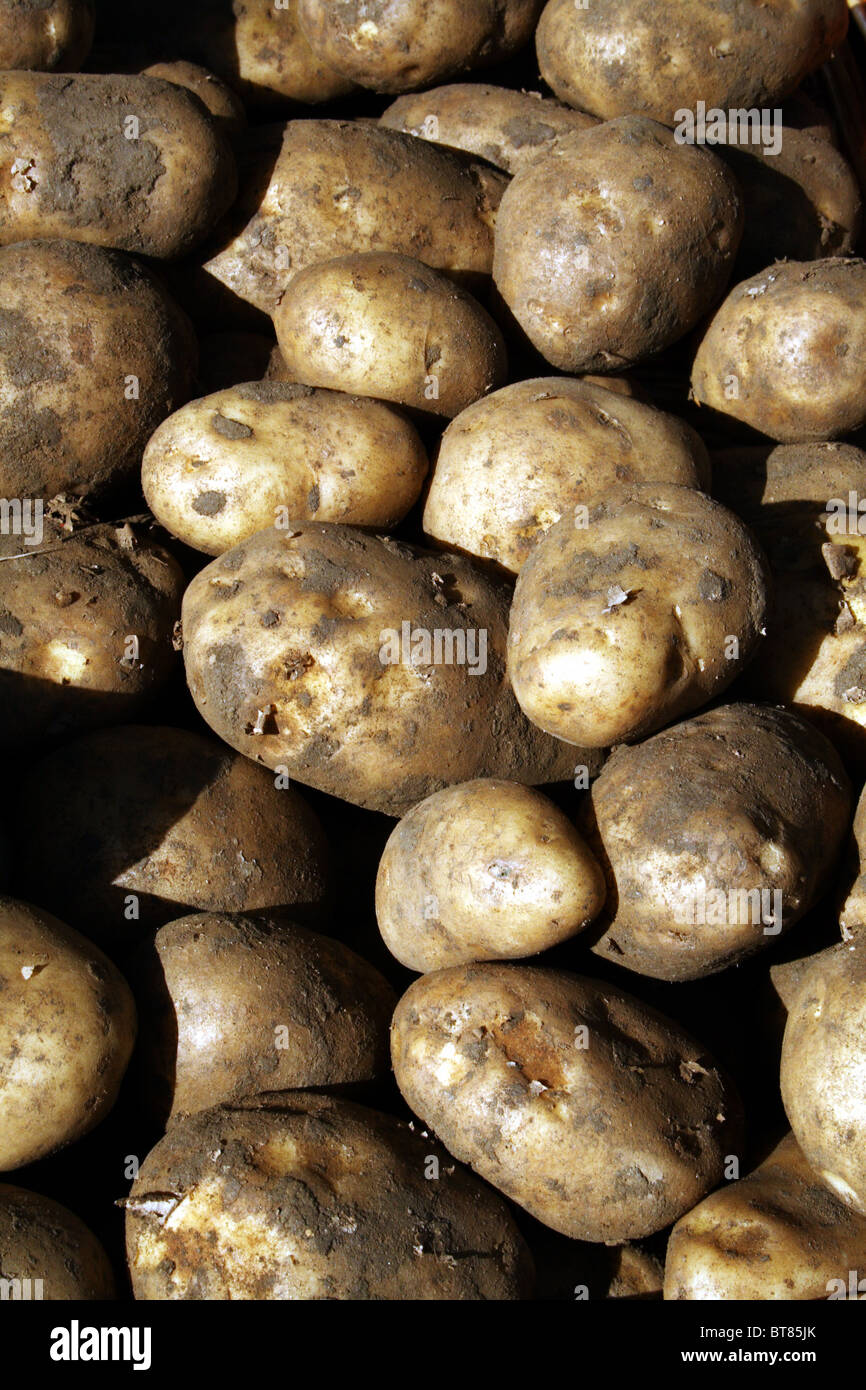 Potatoes a tuber which is food staple containing carbohydrate Stock Photo