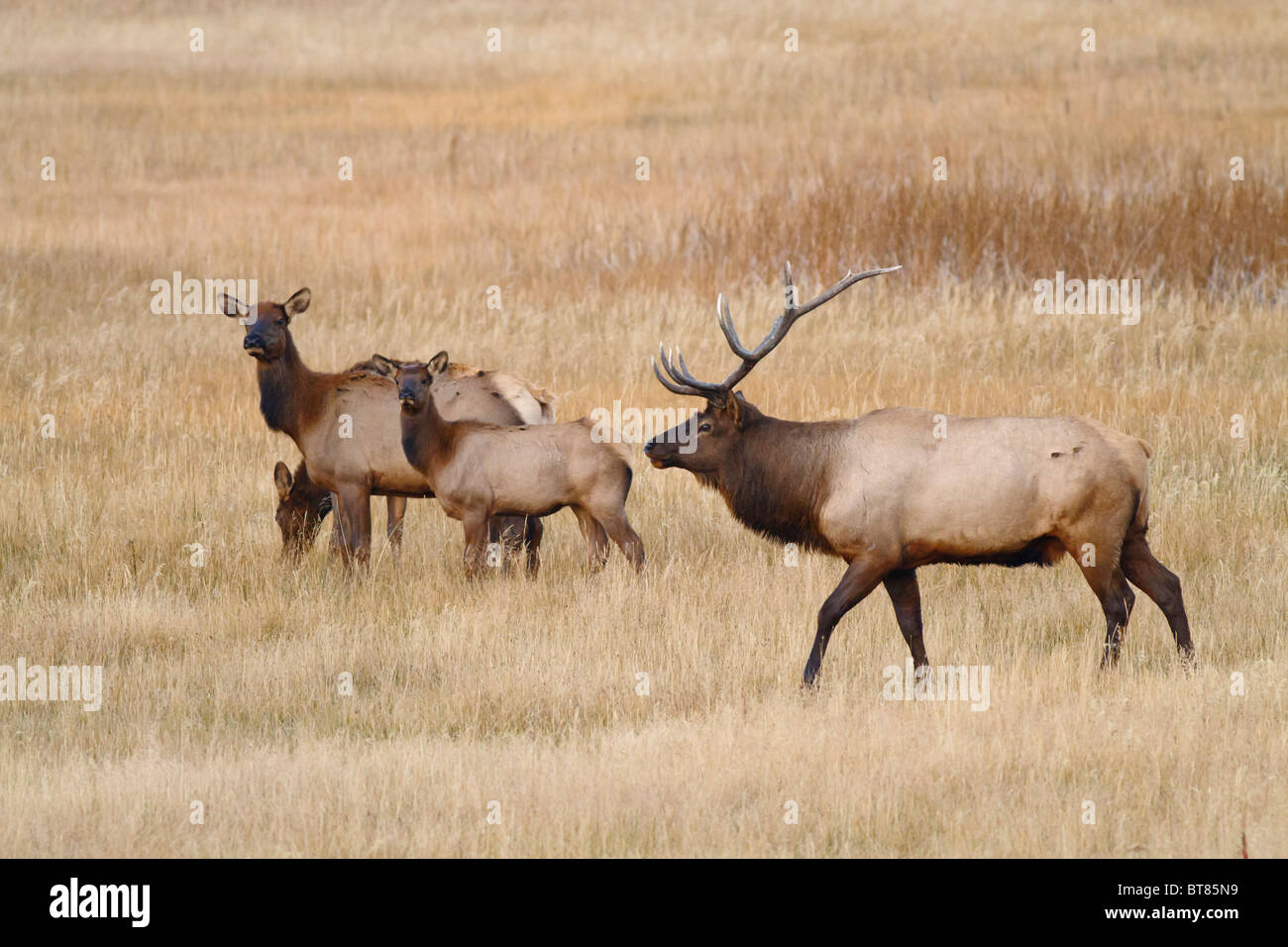 Bull Elk with cows during rut season. In Yellowstone National Park ...
