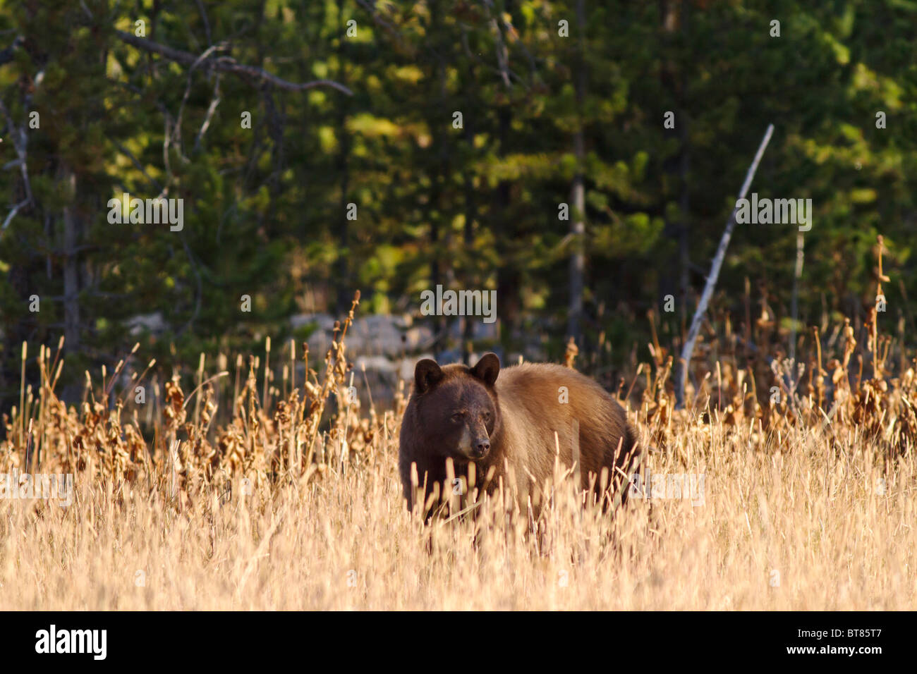 Cinnamon Bear looking for food Stock Photo