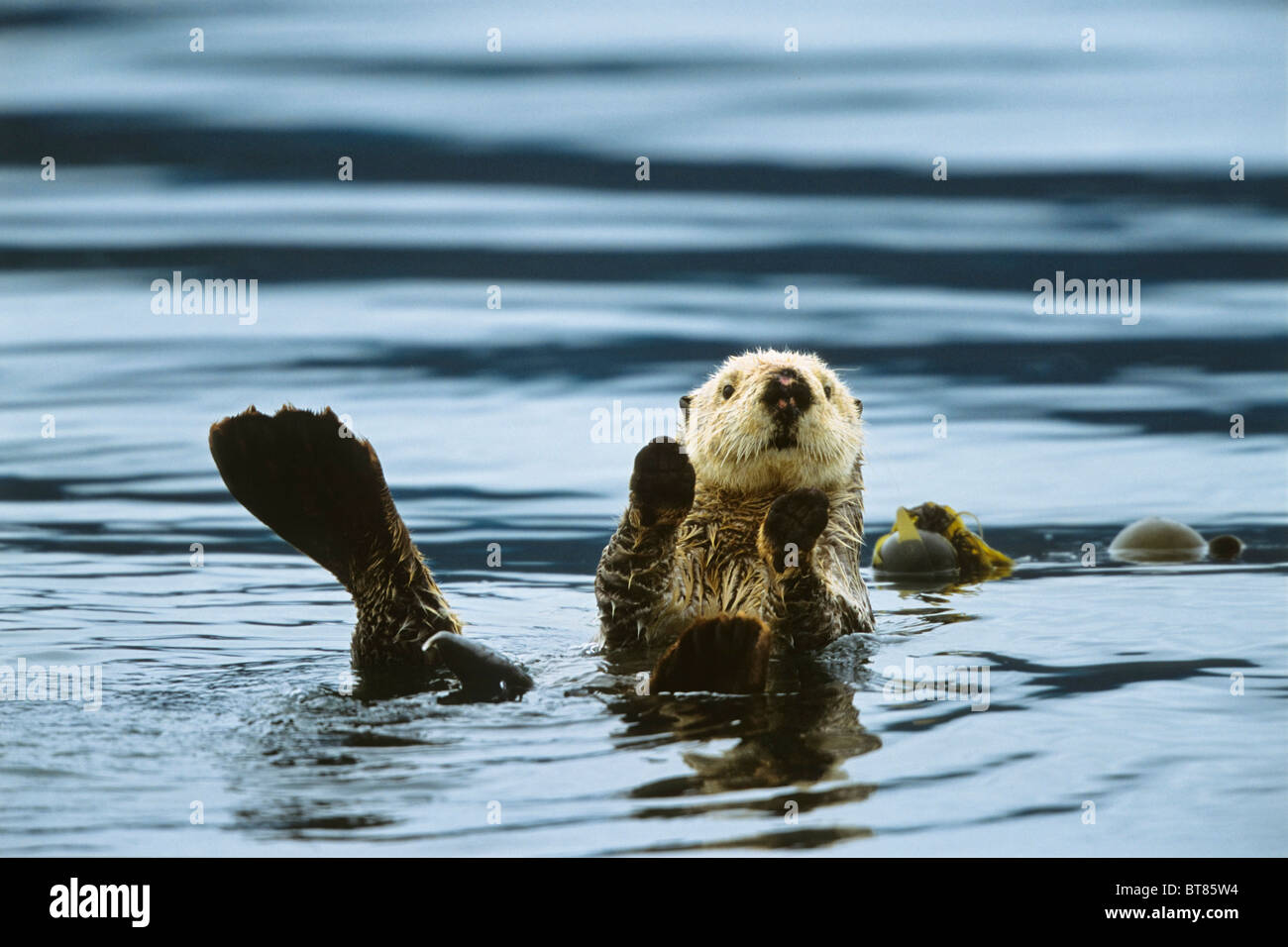 Sea Otter (Enhydra lutris), Alaska, USA Stock Photo