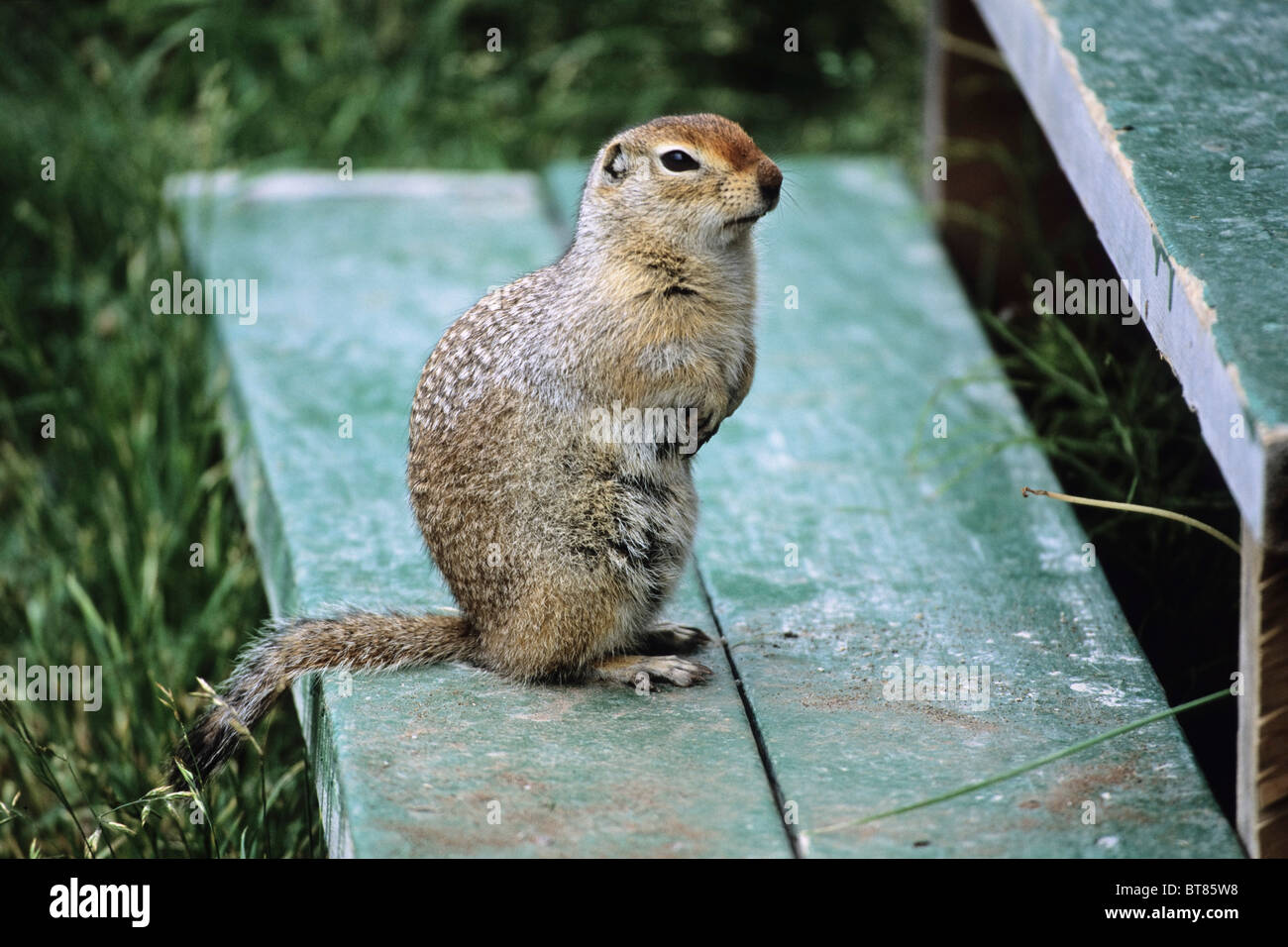 Arctic Ground Squirrel (Spermophilus parryii), Katmai National Park, Alaska, USA Stock Photo