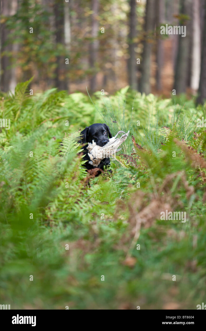 Black Labrador retriever retrieving game Stock Photo - Alamy